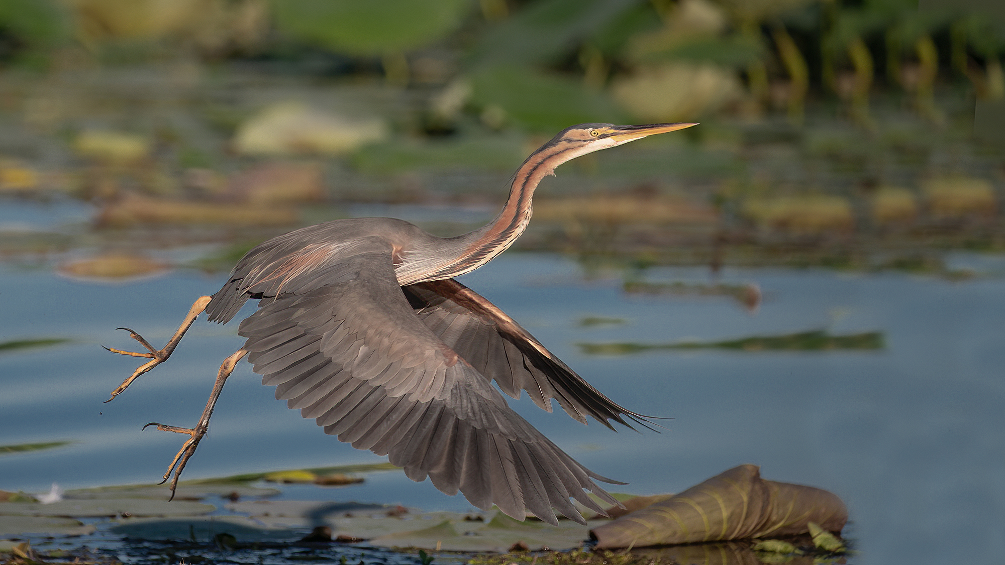 Purple heron