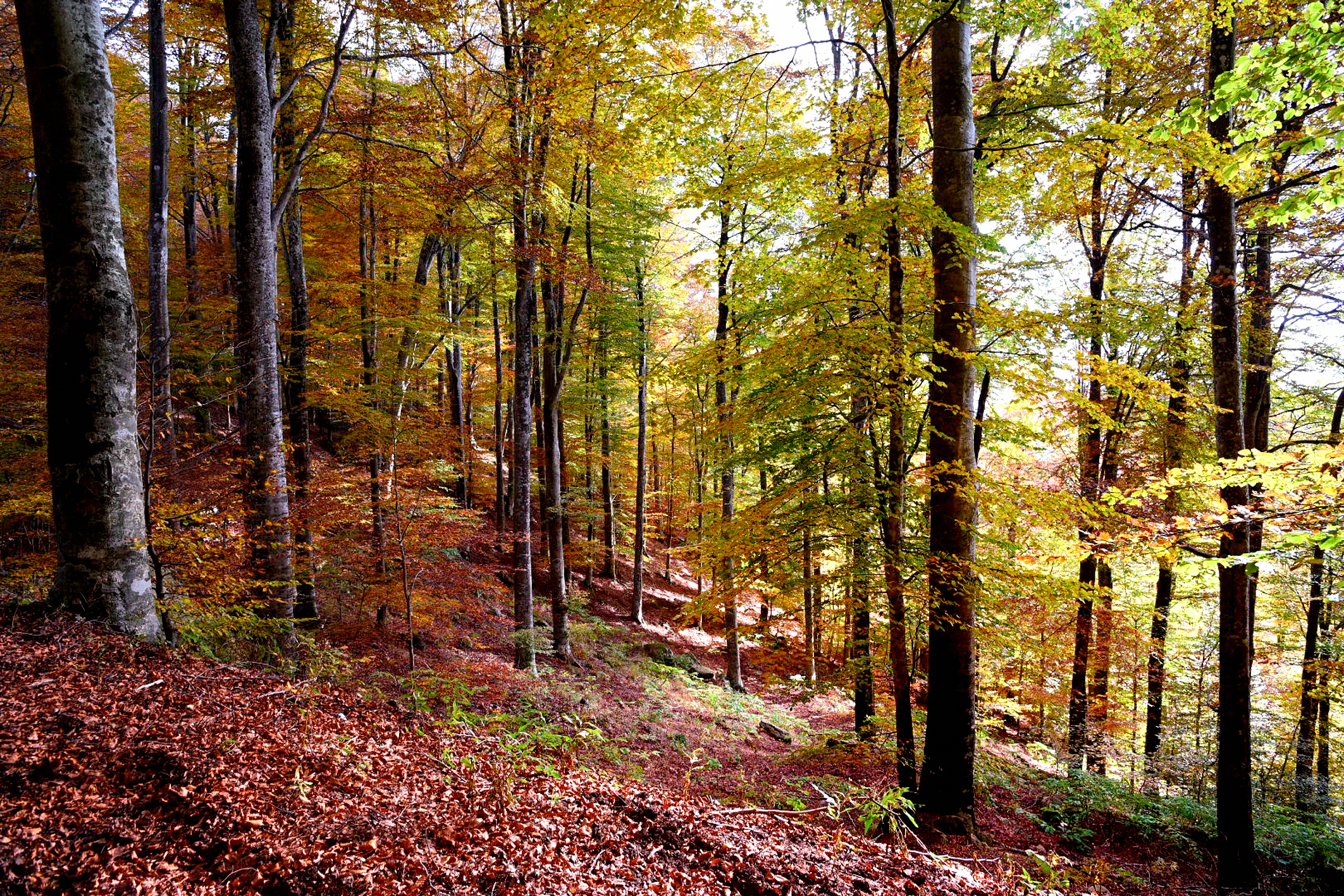 i colori dell'Autunno !