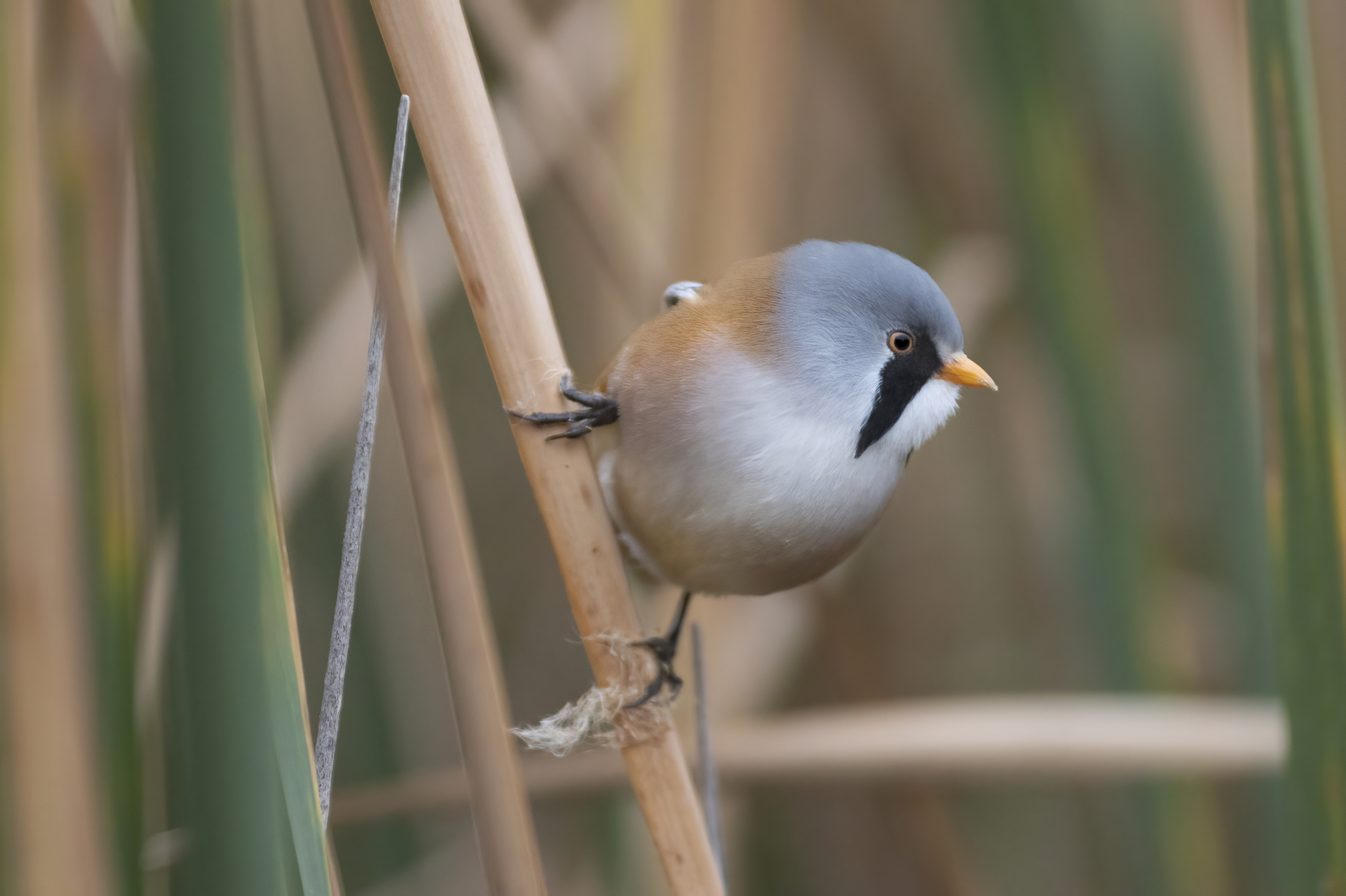 equilibrismo, basettino maschio