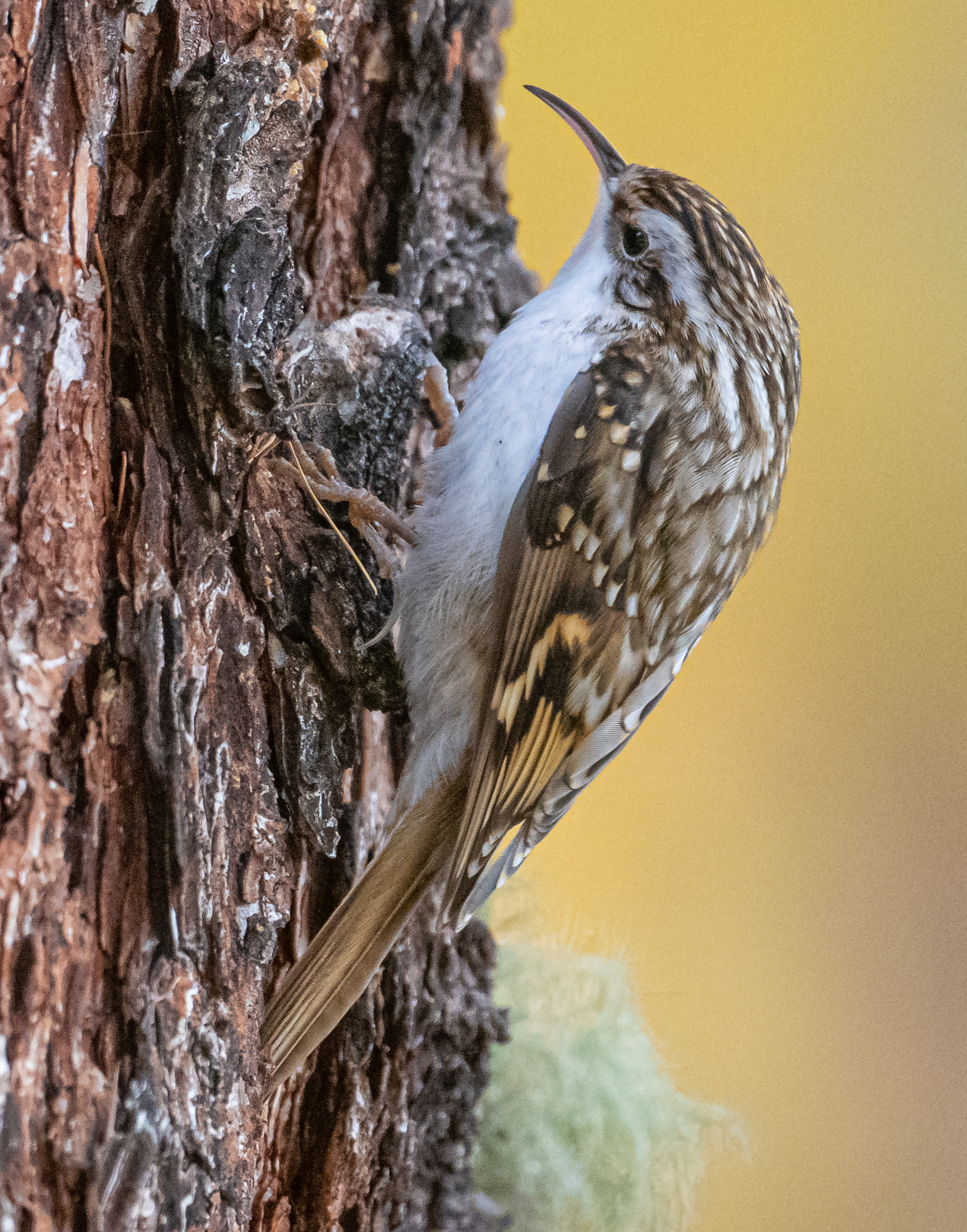 Rampichino alpestre
