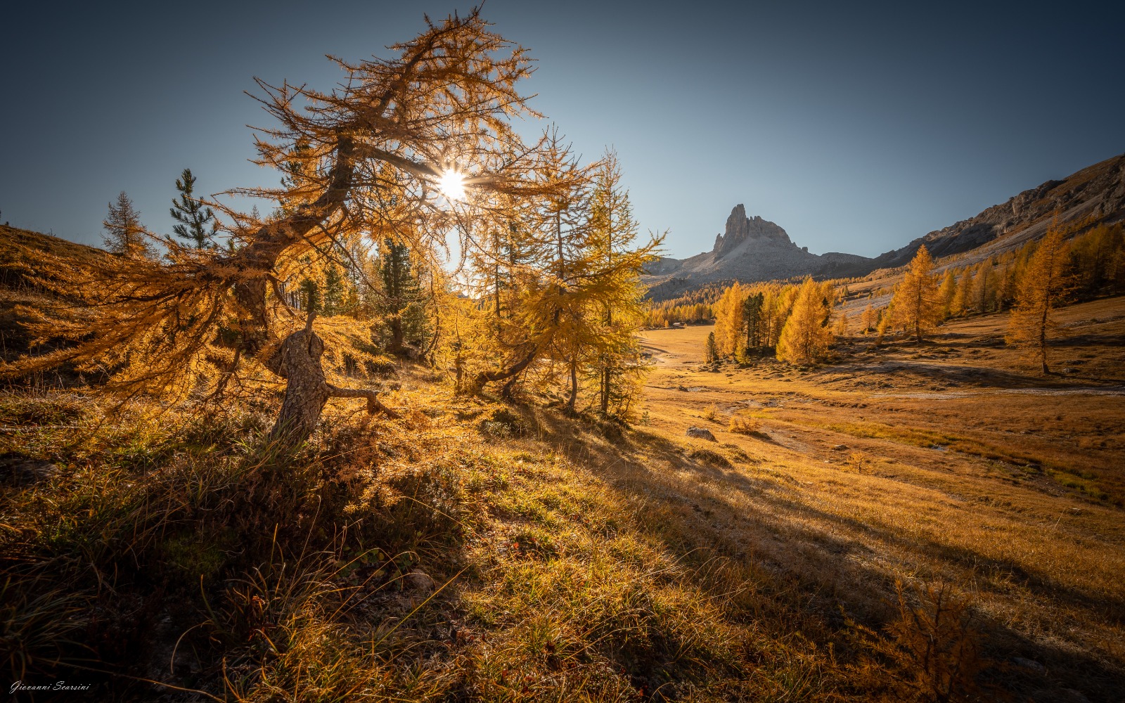 Piccoli larici crescono