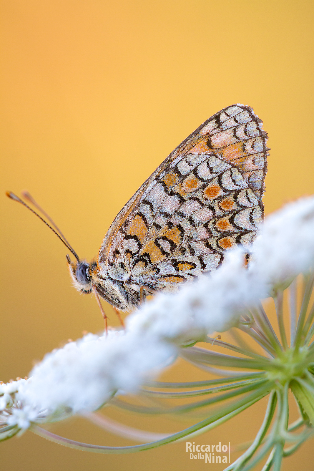 Militea On the Cloud