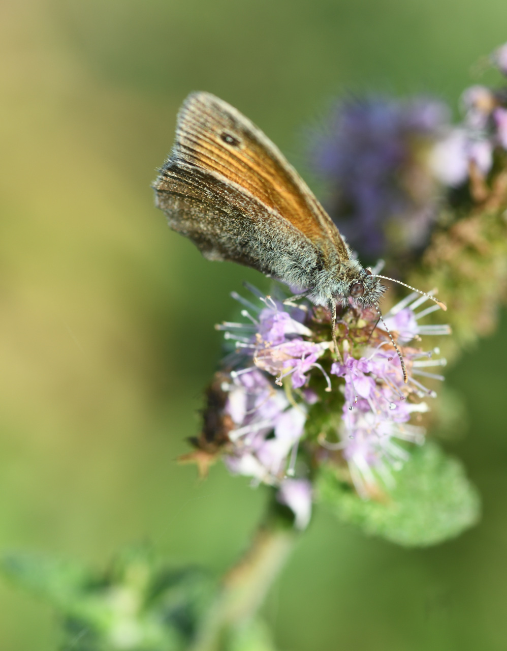La farfalla non si è depilata...