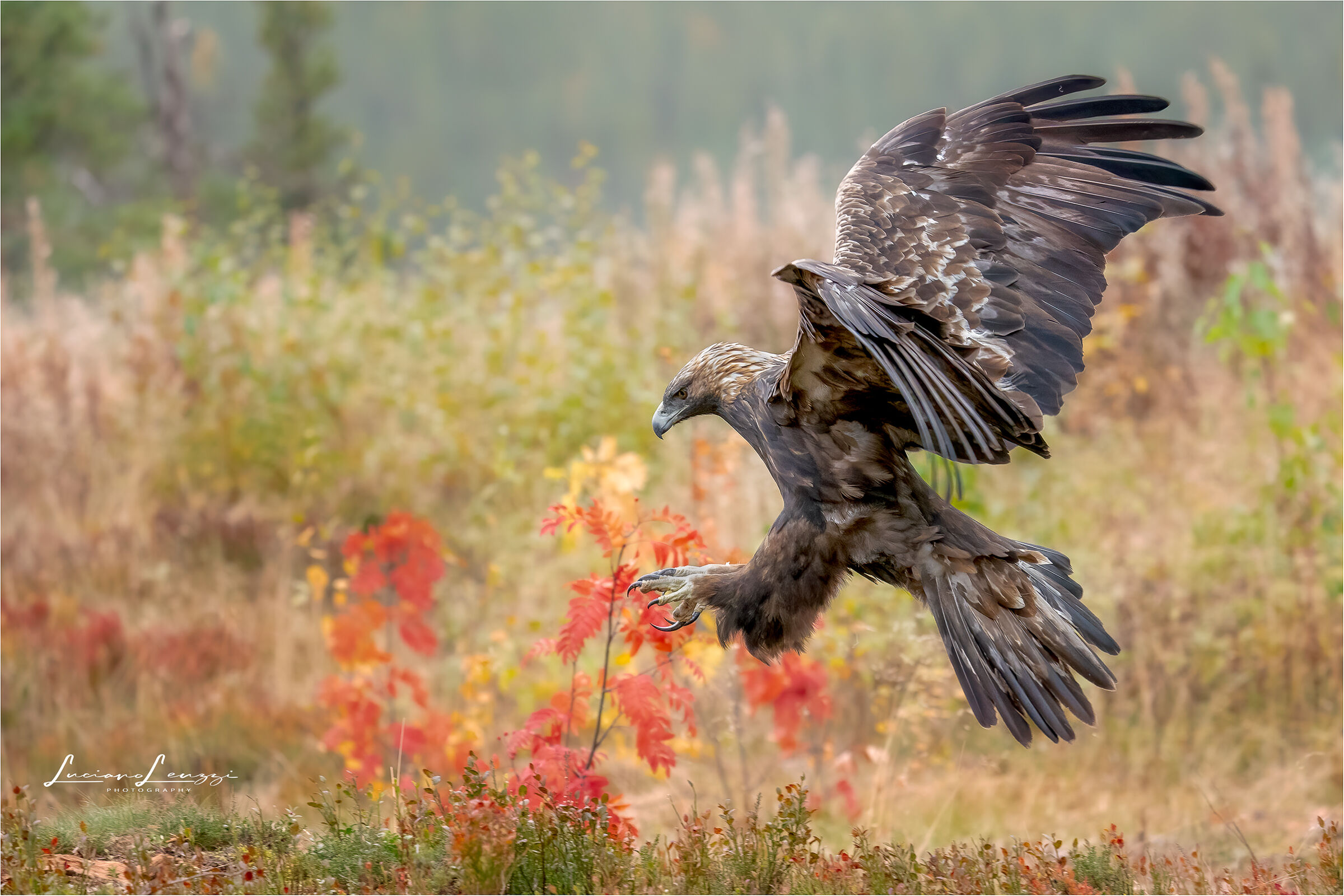 Golden Eagle in Autumn
