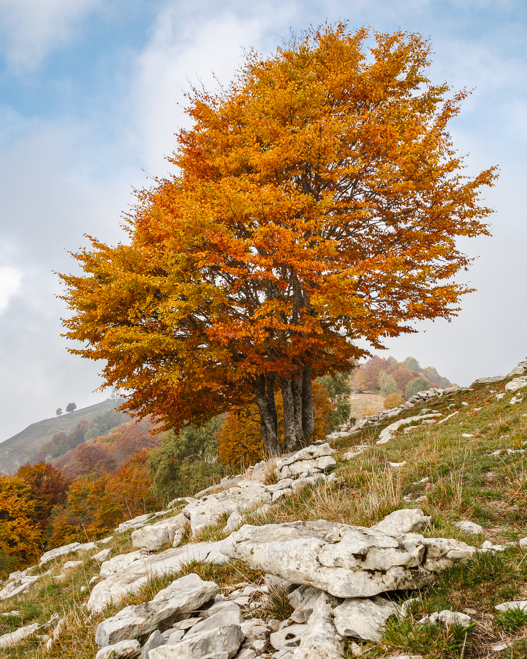 Contrasti d'Autunno