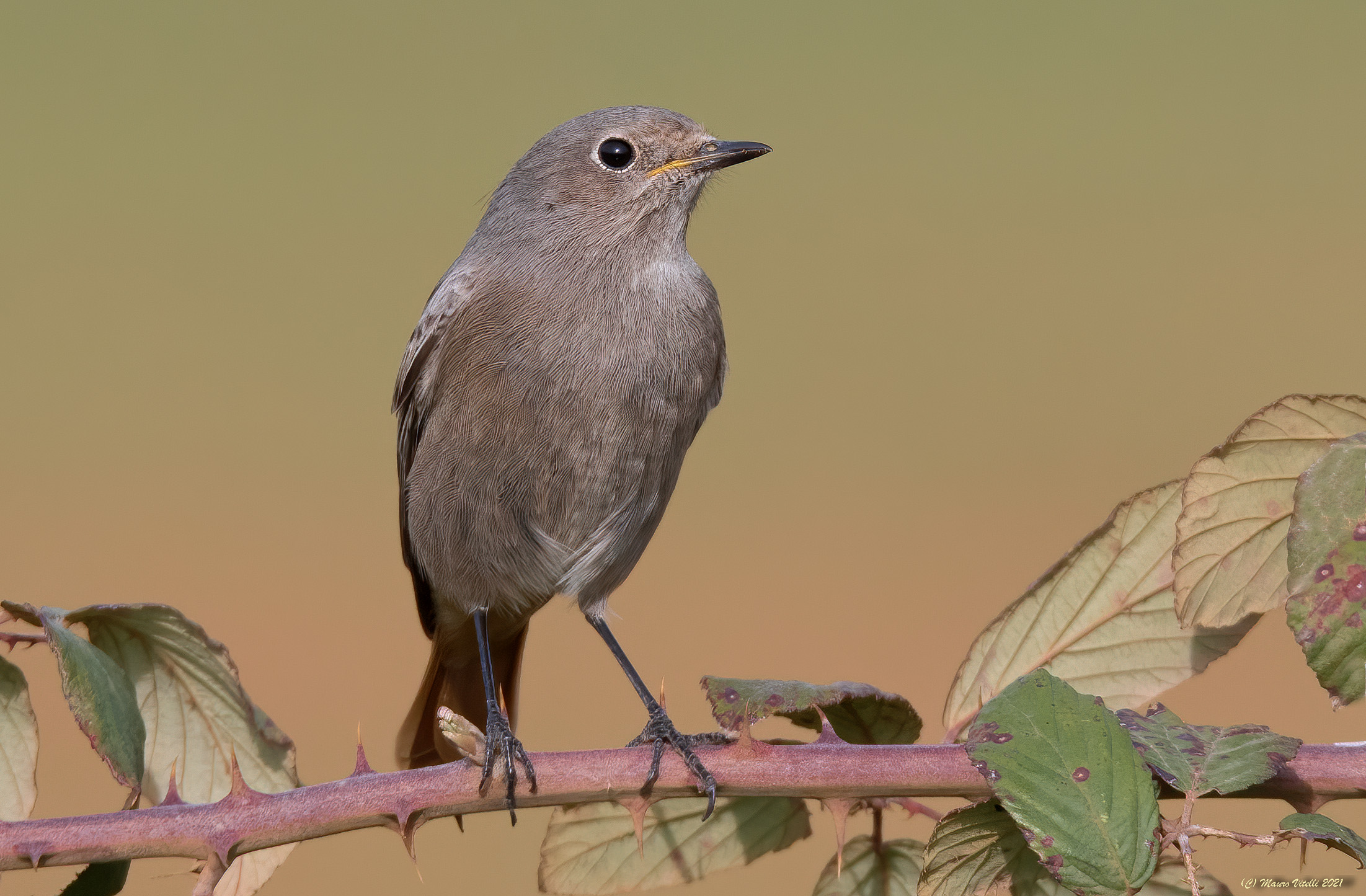 Chimney sweep redstart (Phoenicurus ochruros)