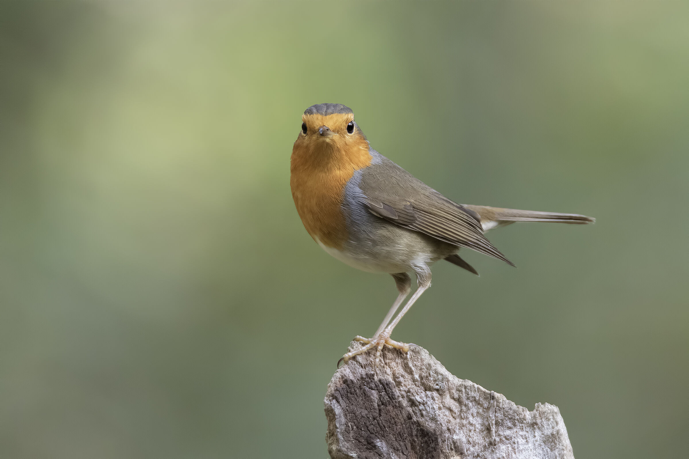 Son tornato e son curioso !