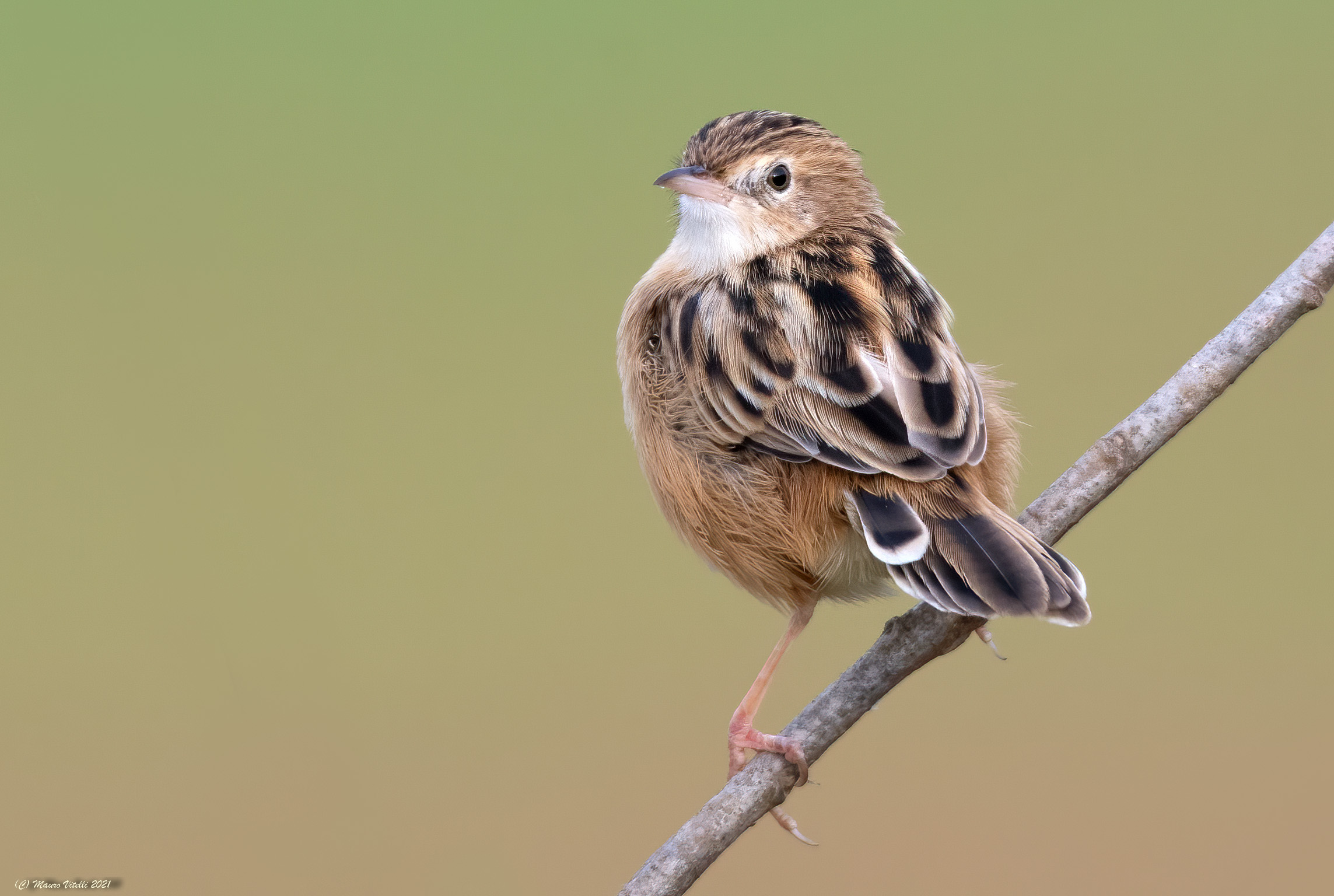Beaker (Cisticola juncidis)