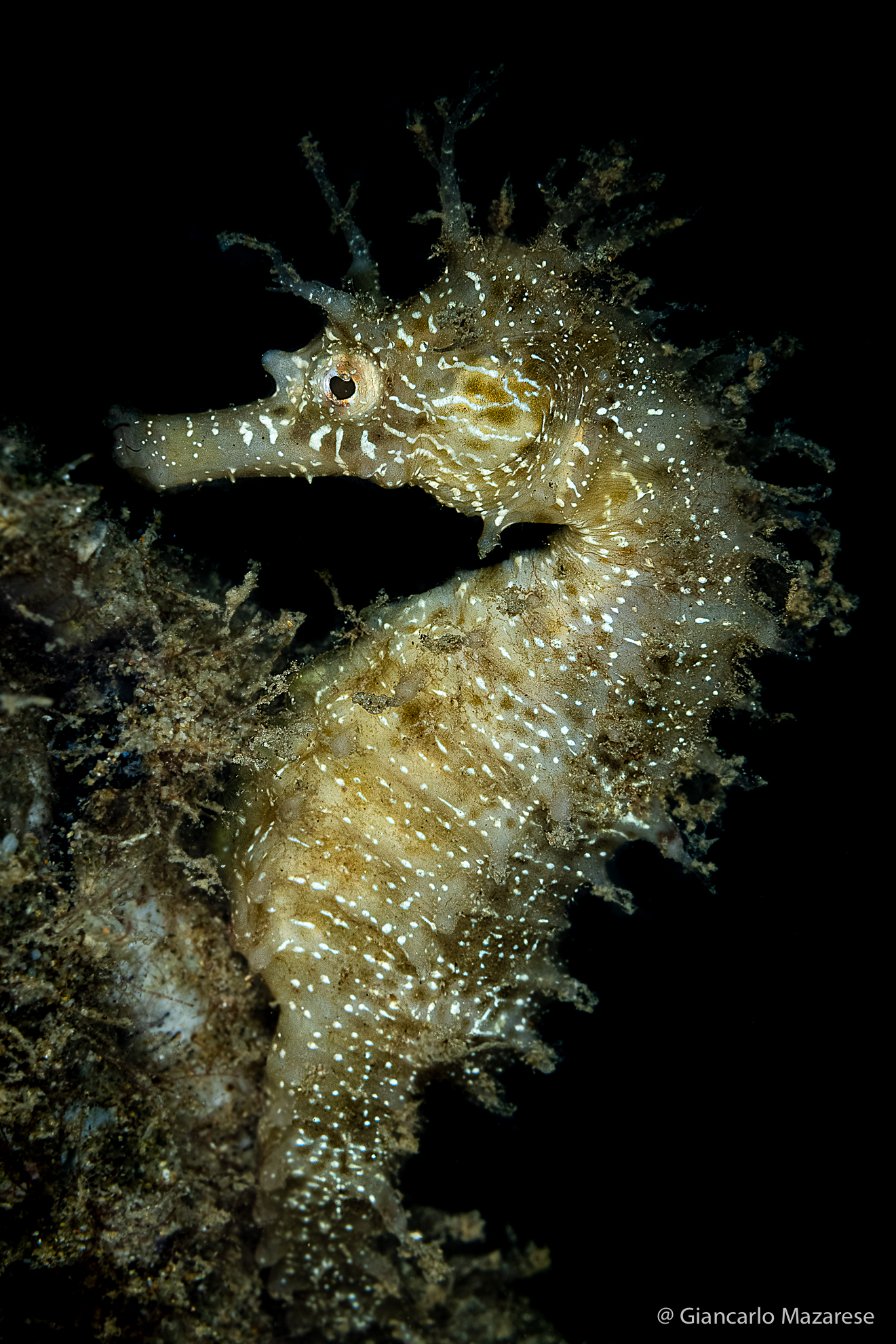 Hippocampus guttulatus