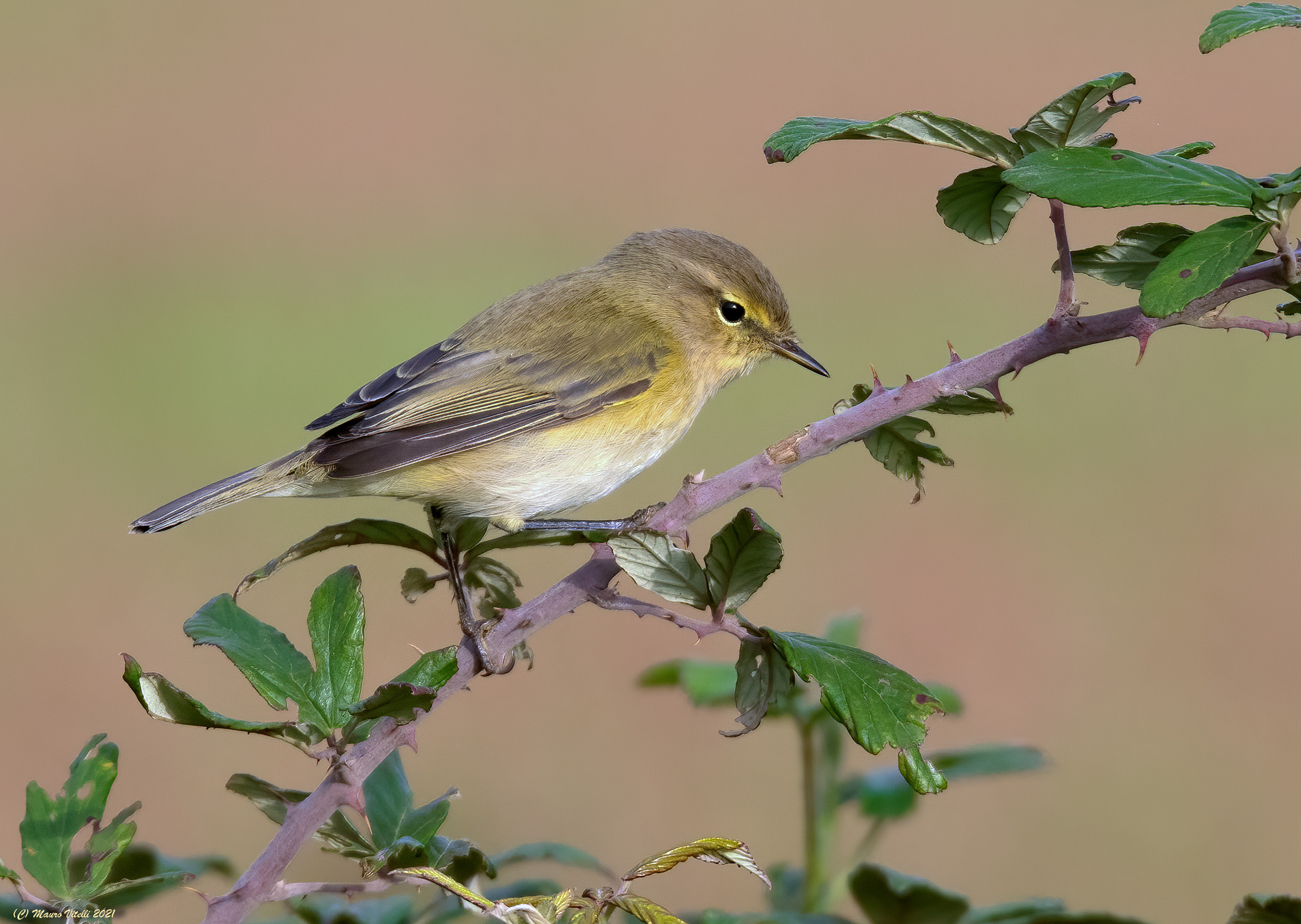 Luì Piccolo (Phylloscopus collybita)