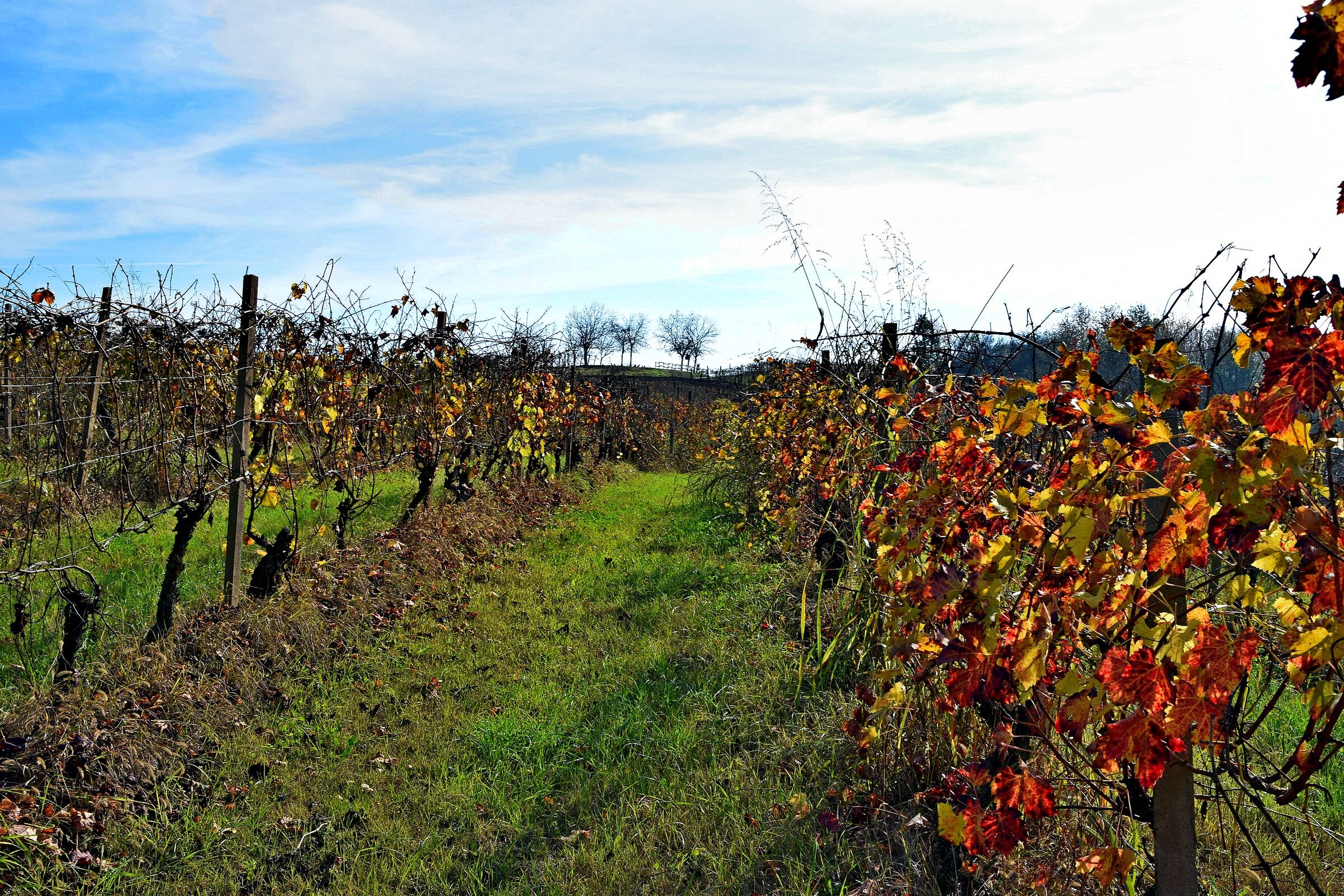 the vines of Monferrato