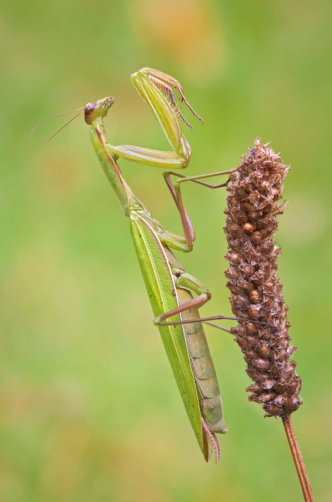 Mantis religiosa