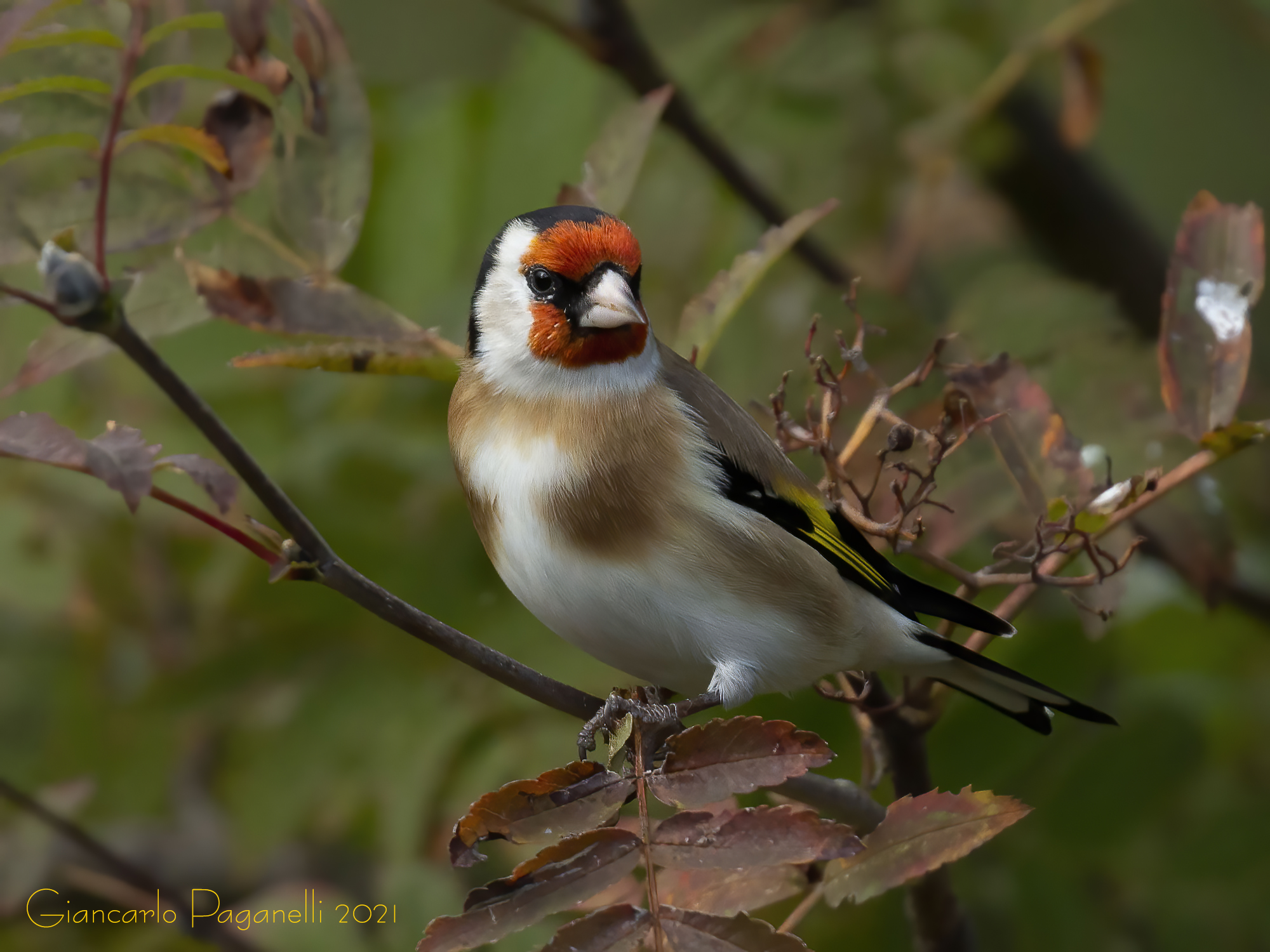 Carduelis carduelis