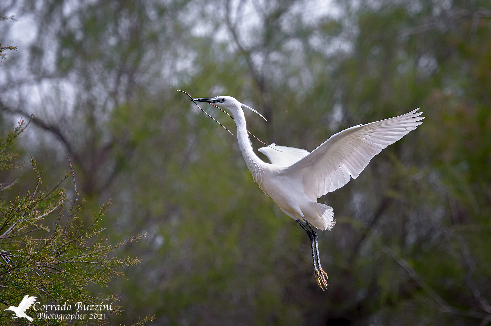 Egret