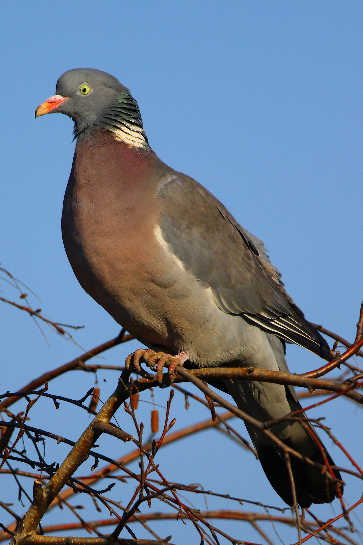 Commom Woodpigeon - Columba palumbus