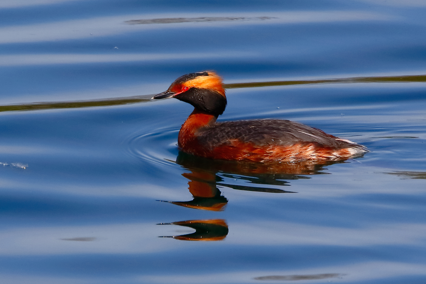 Slavonian Grebe - Podiceps auritus