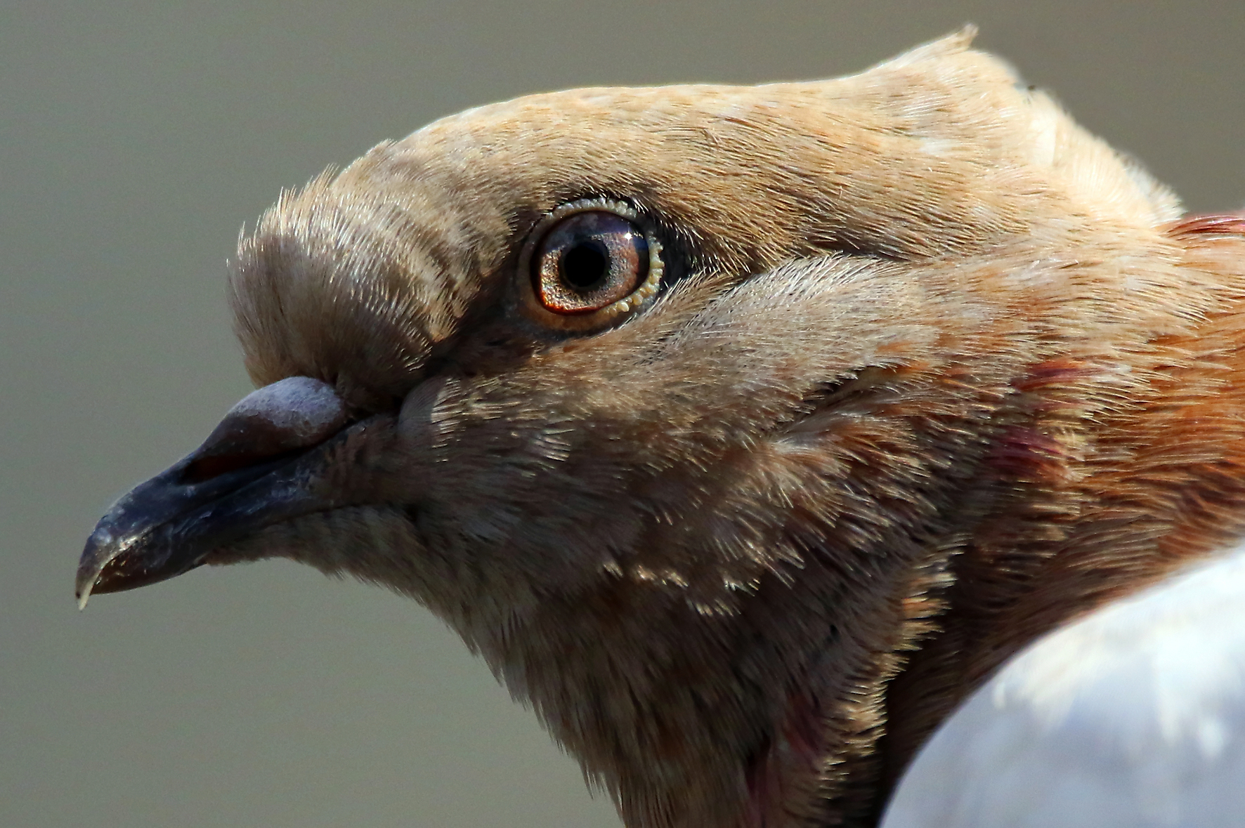 Pigeon