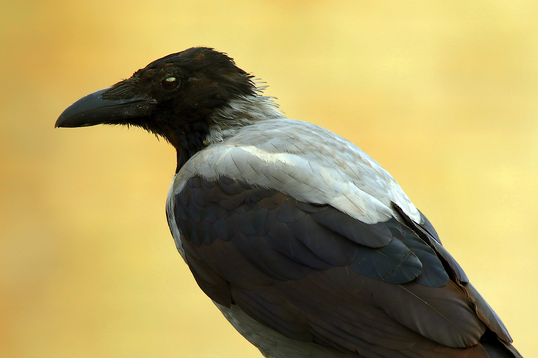 Hooded Crow - Corvus cornix