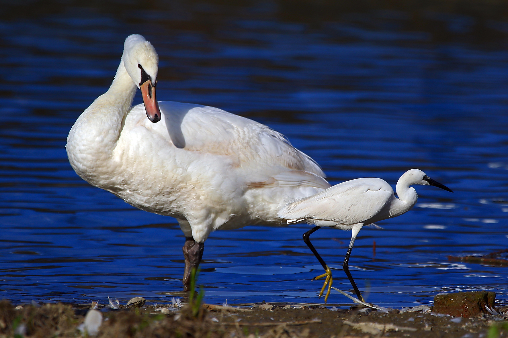 Swan & Little Egret - Cygnus olor & Egretta garzetta