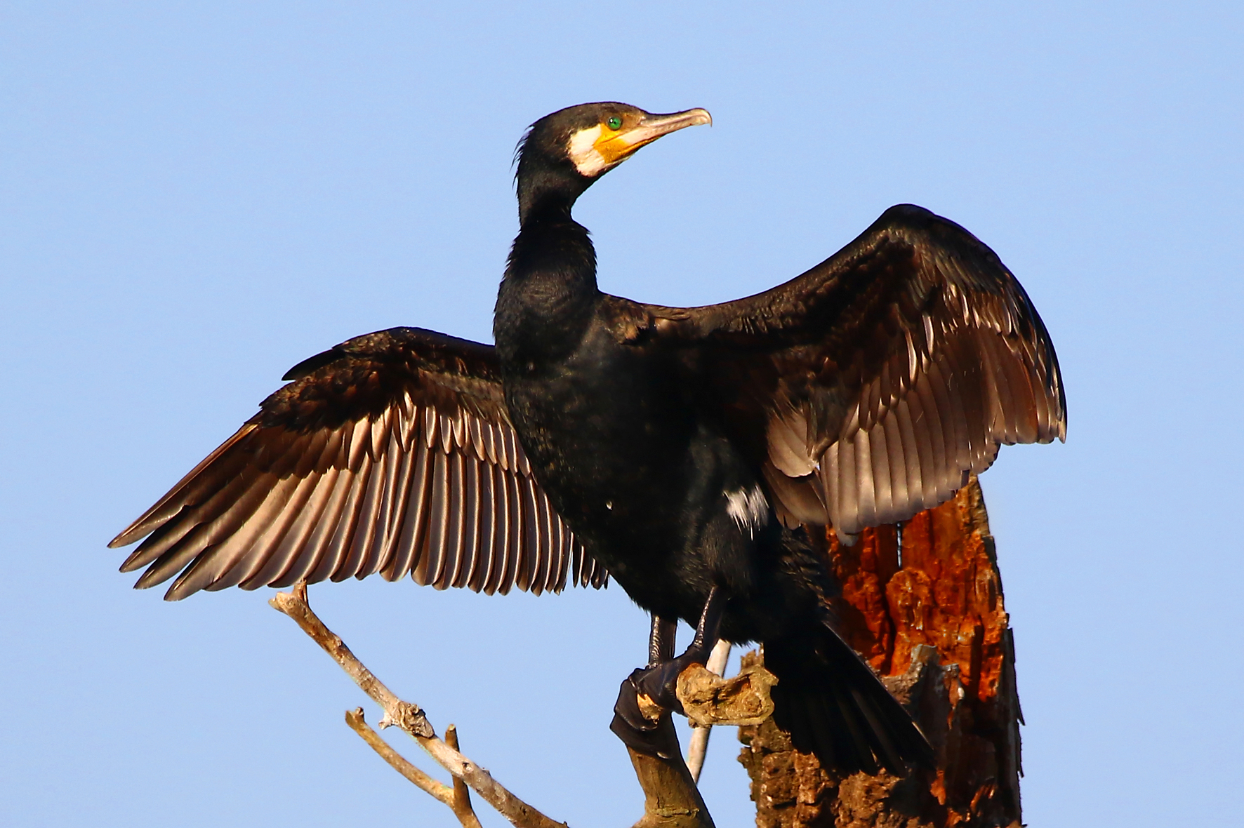 Great Cormorant - Phalacrocorax carbo