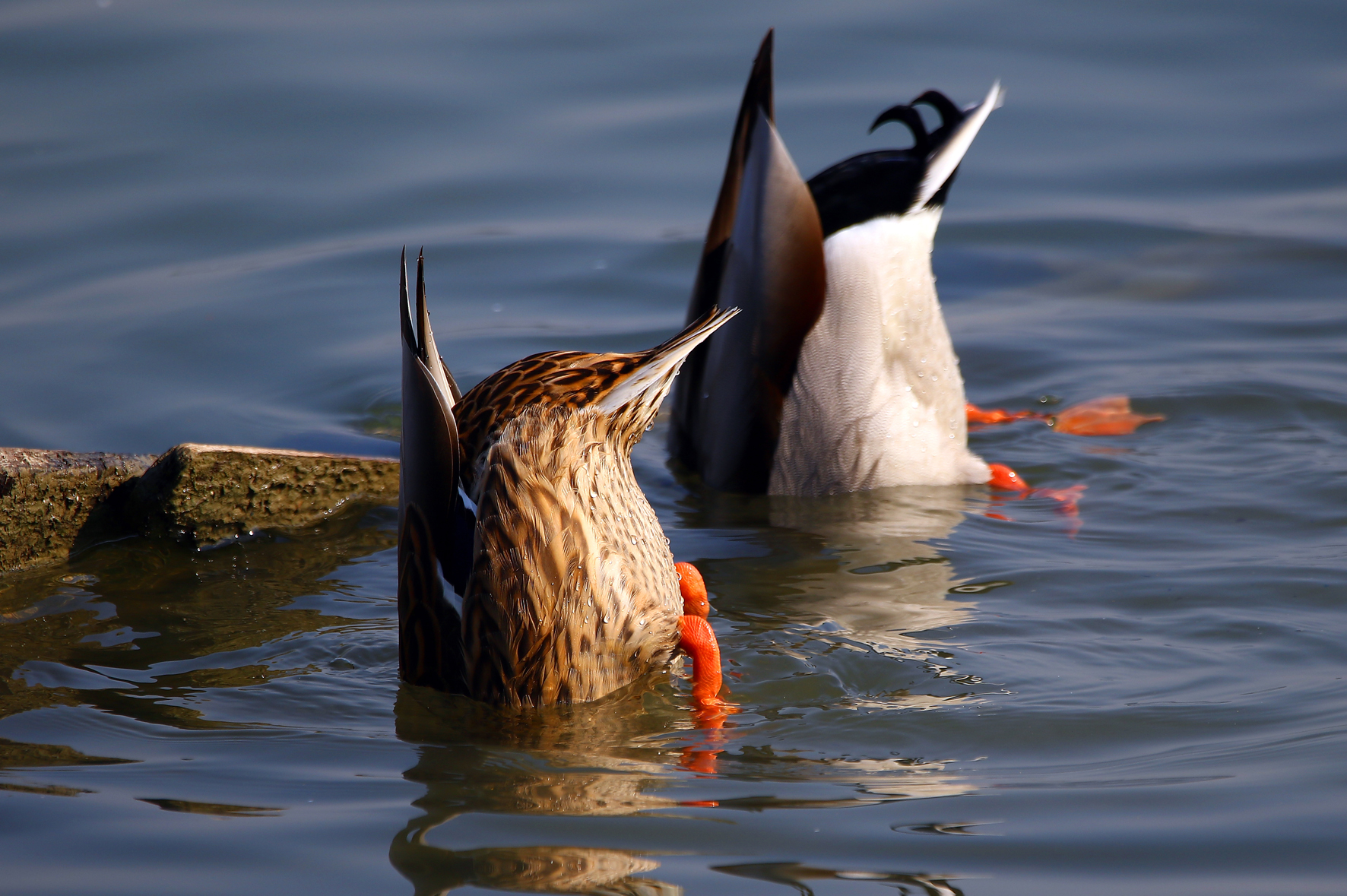 Mallard - Anas plaryrhynchos