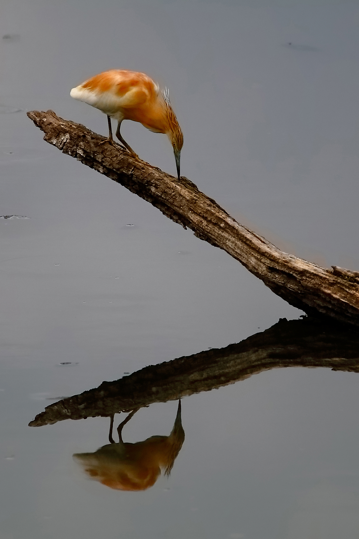 Squacco Heron - Ardeola ralloides