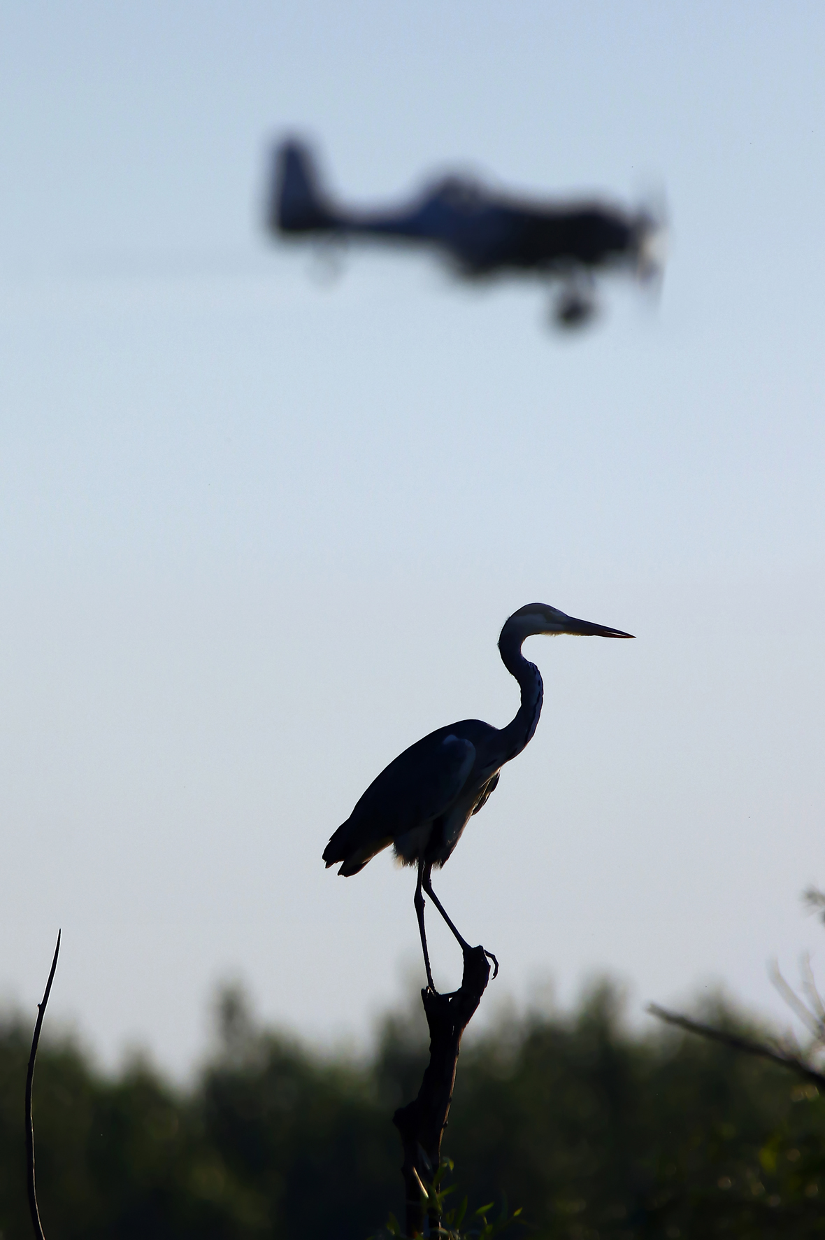 Grey Heron - Ardea cinerea