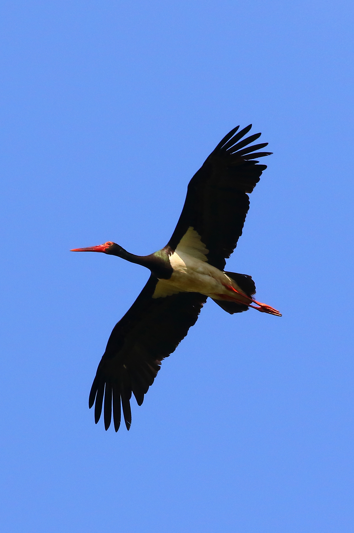 White Stork - Ciconia nigra