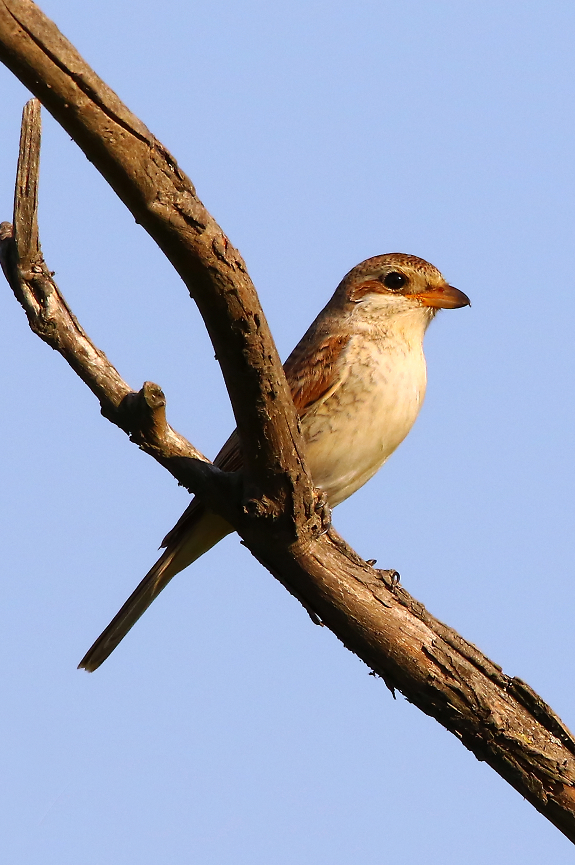 Red-backed Shrike - Lanius collurio