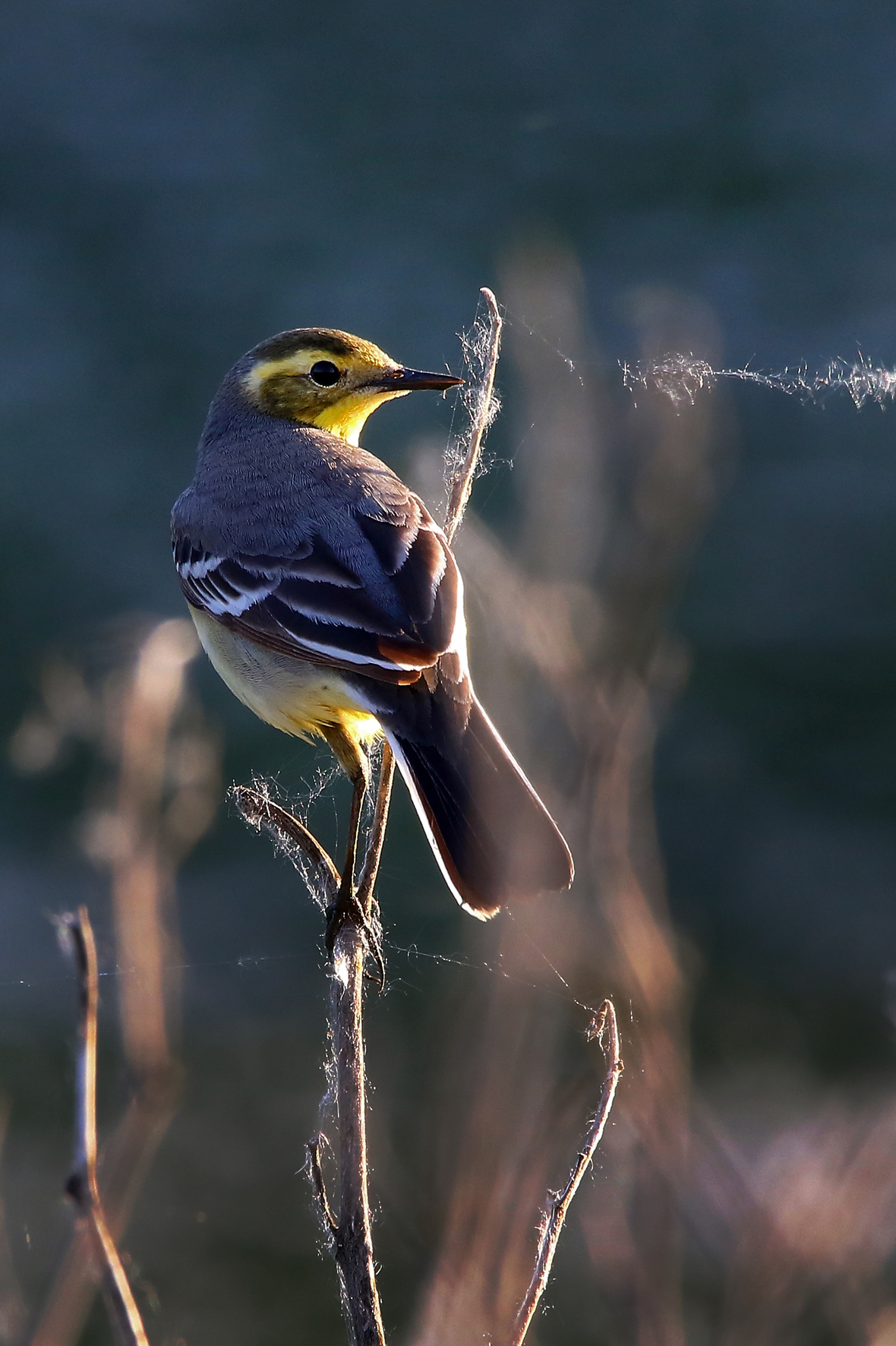 Citrine wagtail - Motacila citreola