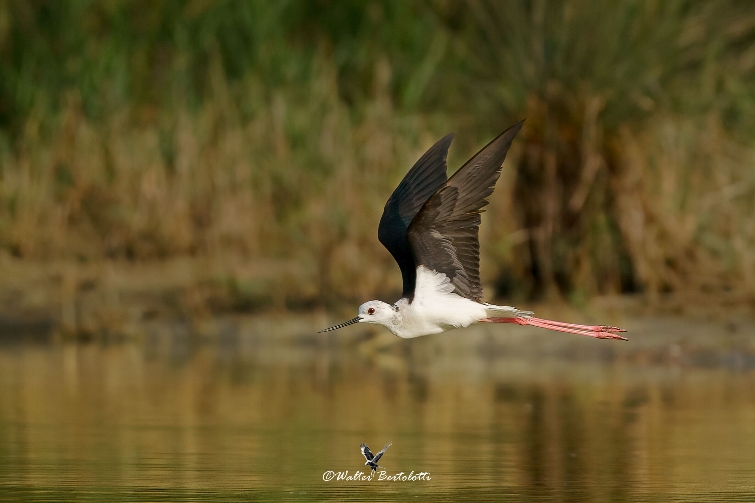 il volo del cavaliere