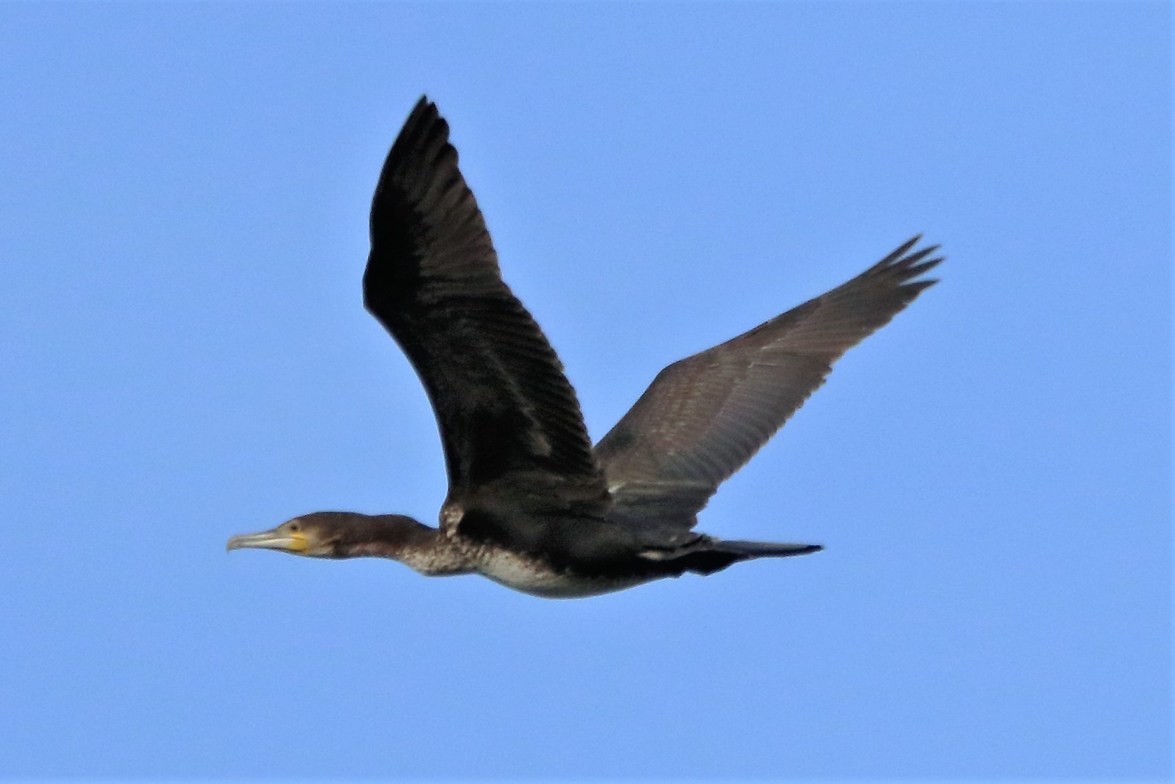 cormorant