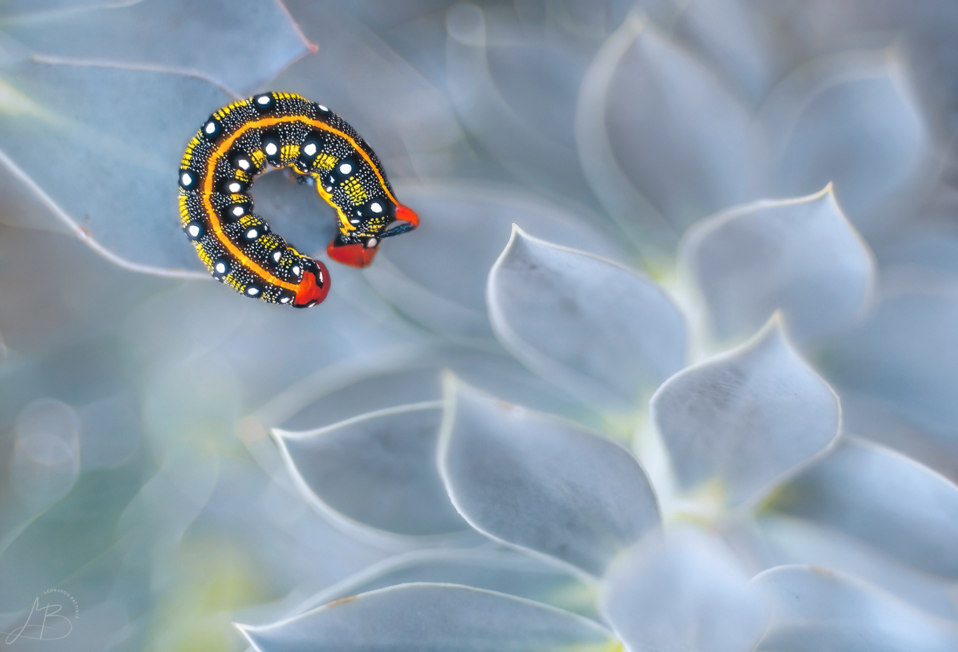 Larva of Hyles euphorbiae