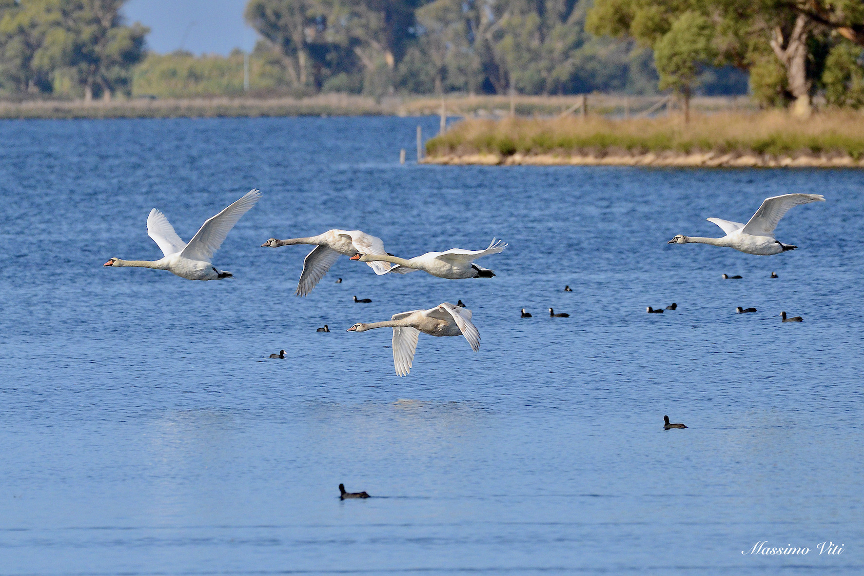Cigni reali in volo