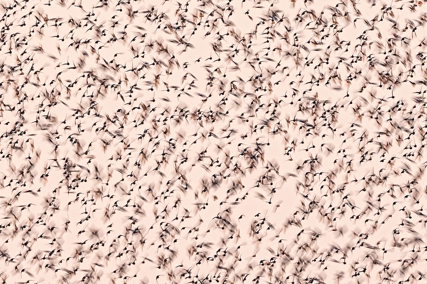 Doodles in the air (Sturnus vulgaris)