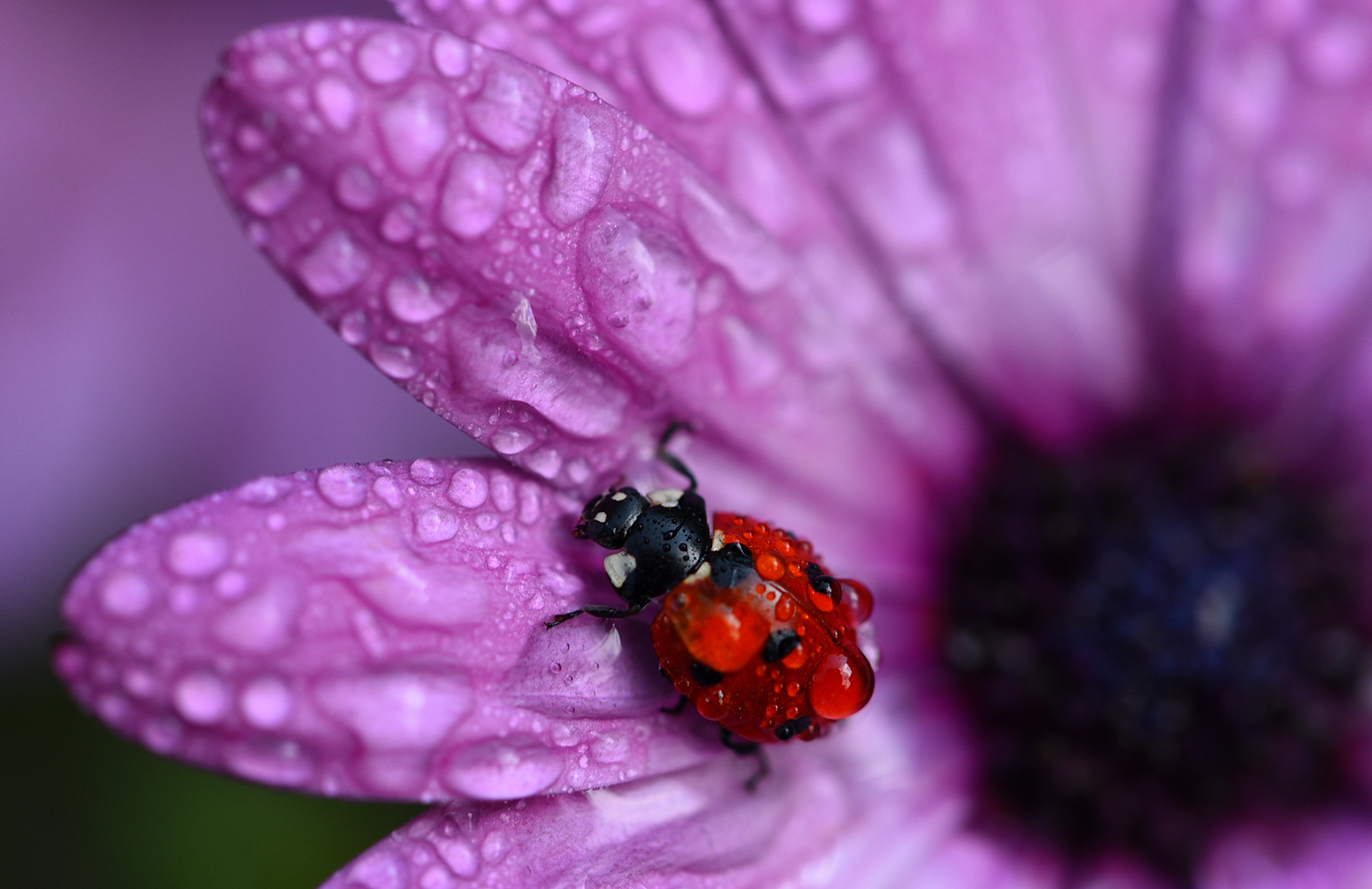 Coccinella sotto la pioggia !