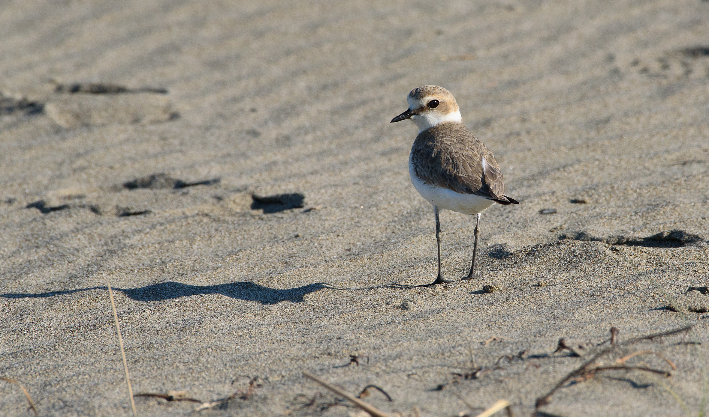 Fratino, Maremma 2021