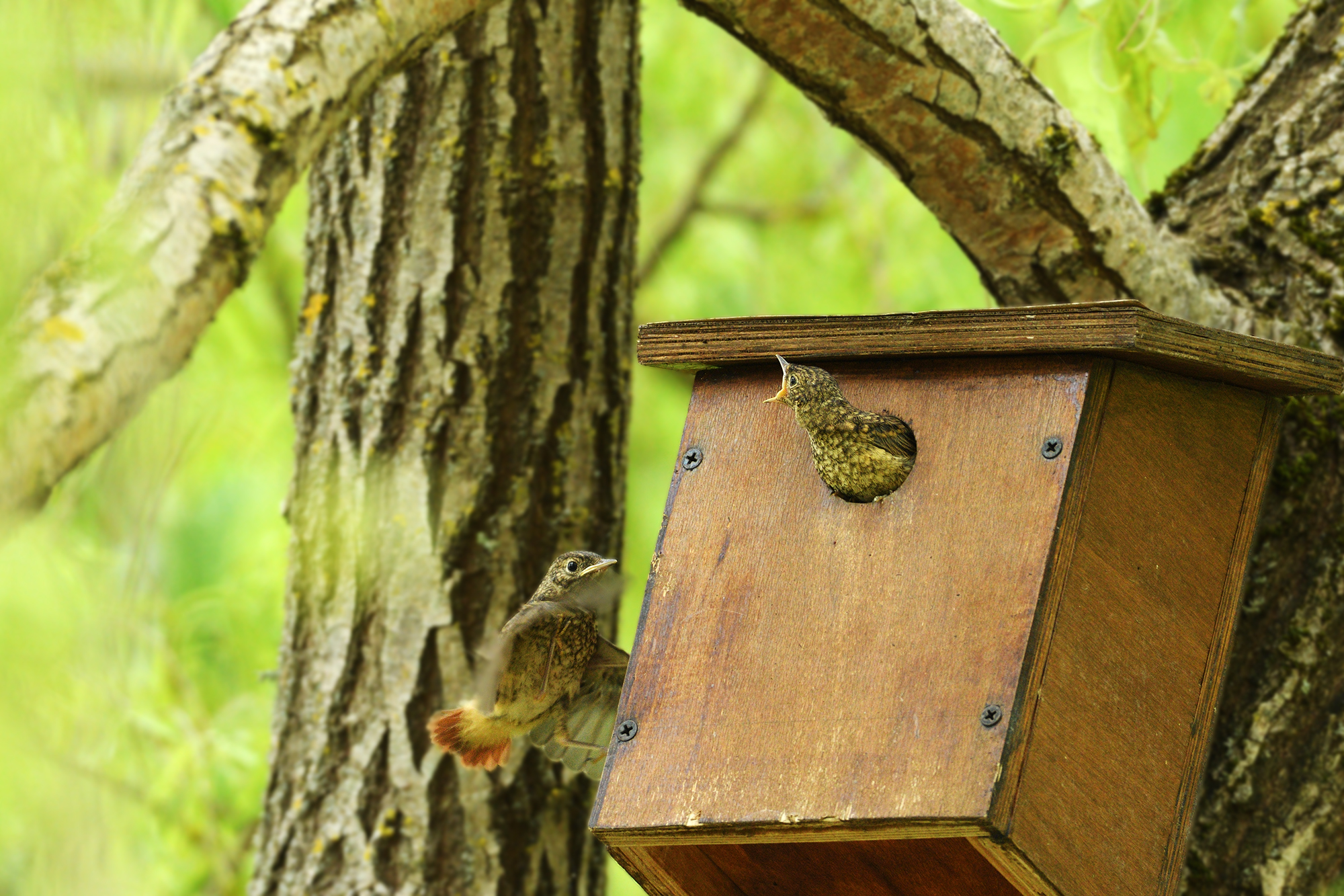 Redstart 11