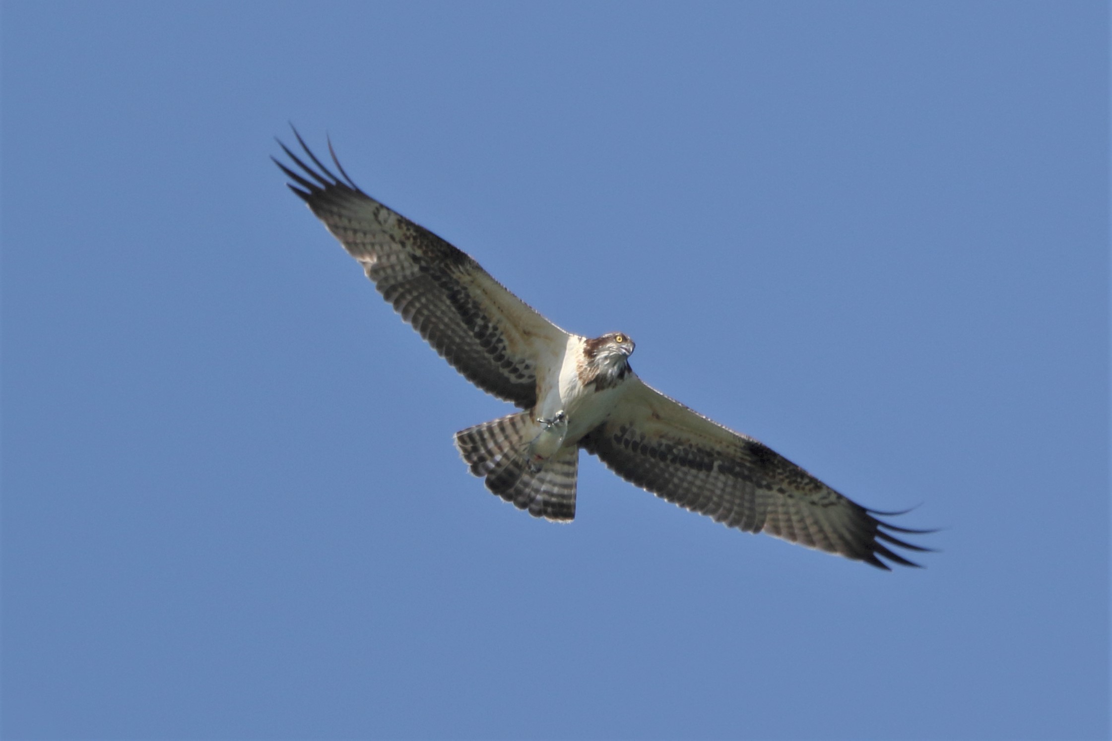Osprey with prey 228