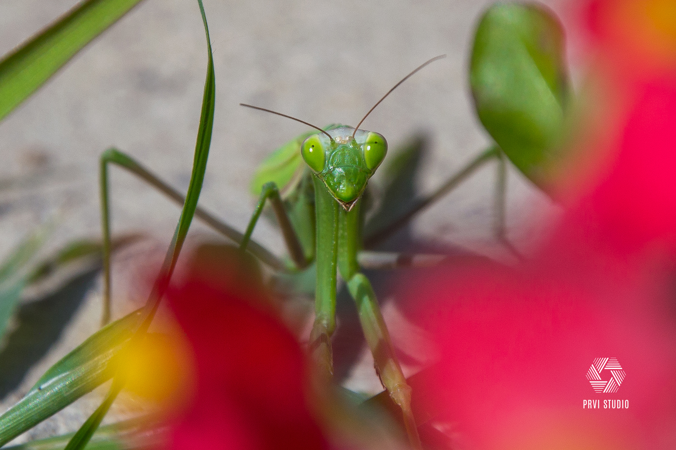 Mantis