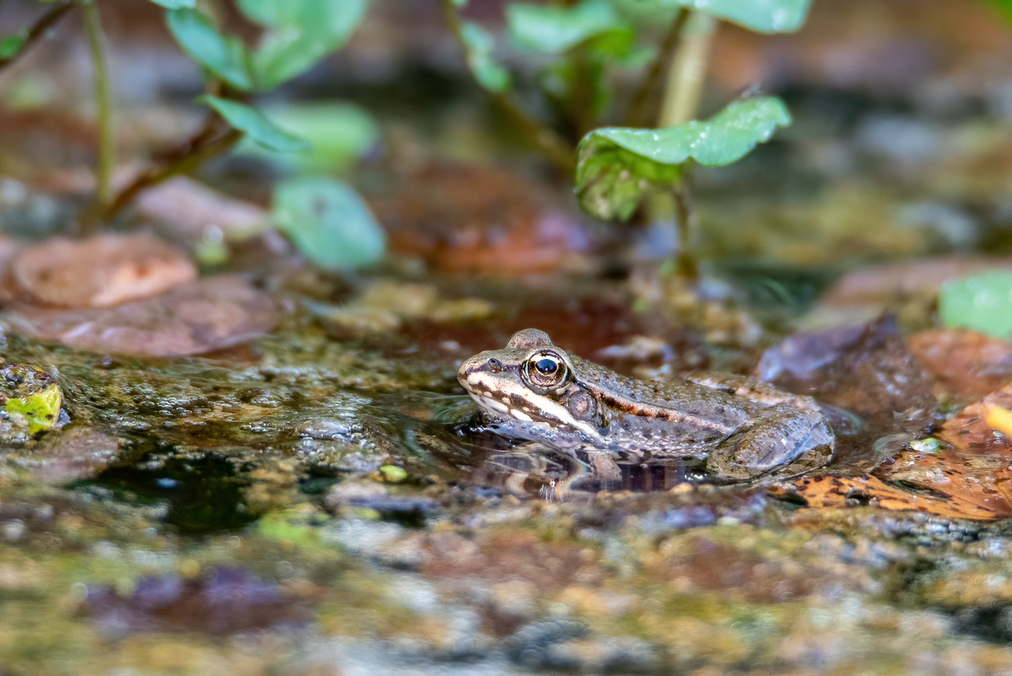 Rana comune (Pelophylax esculentus)