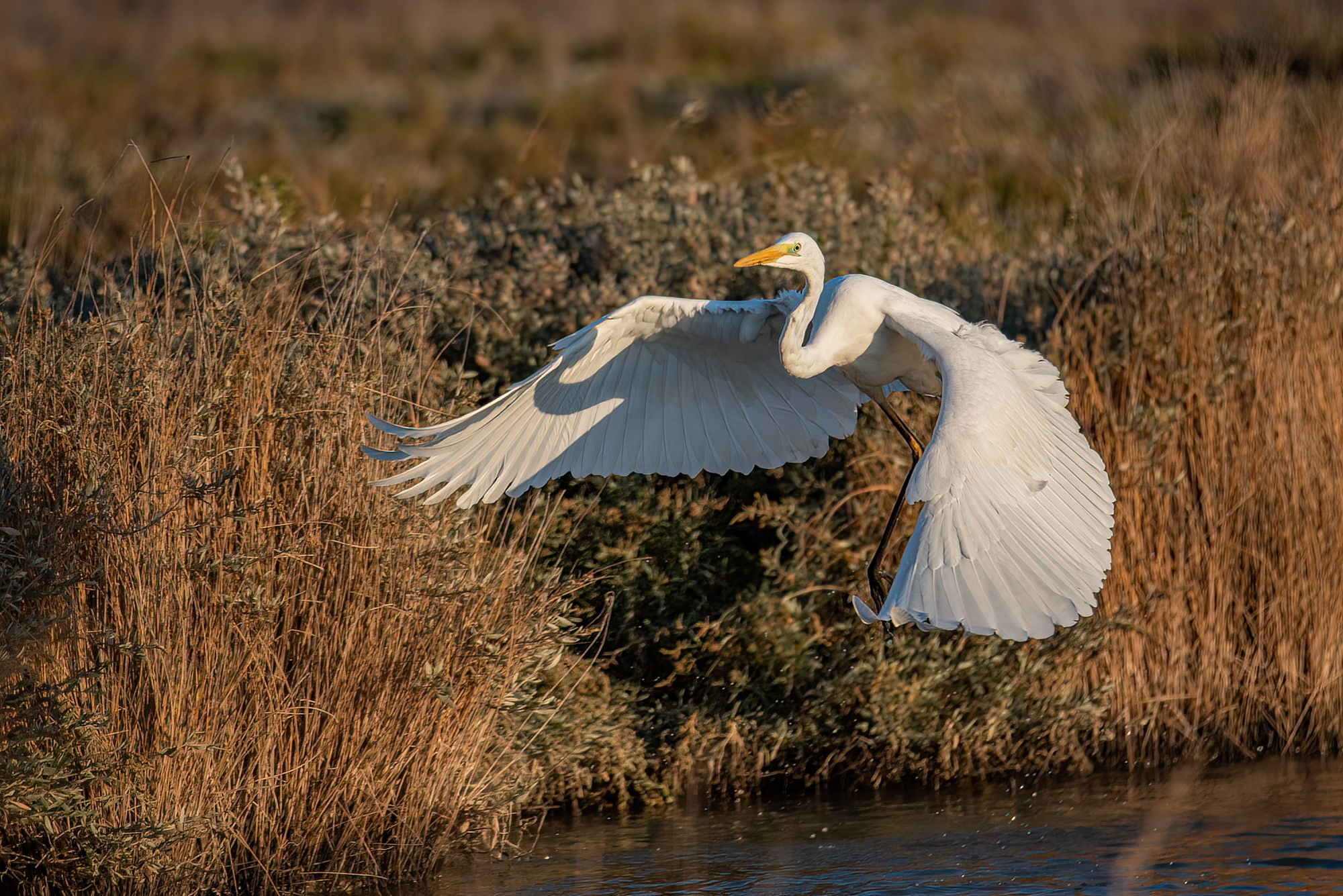 Great white heron