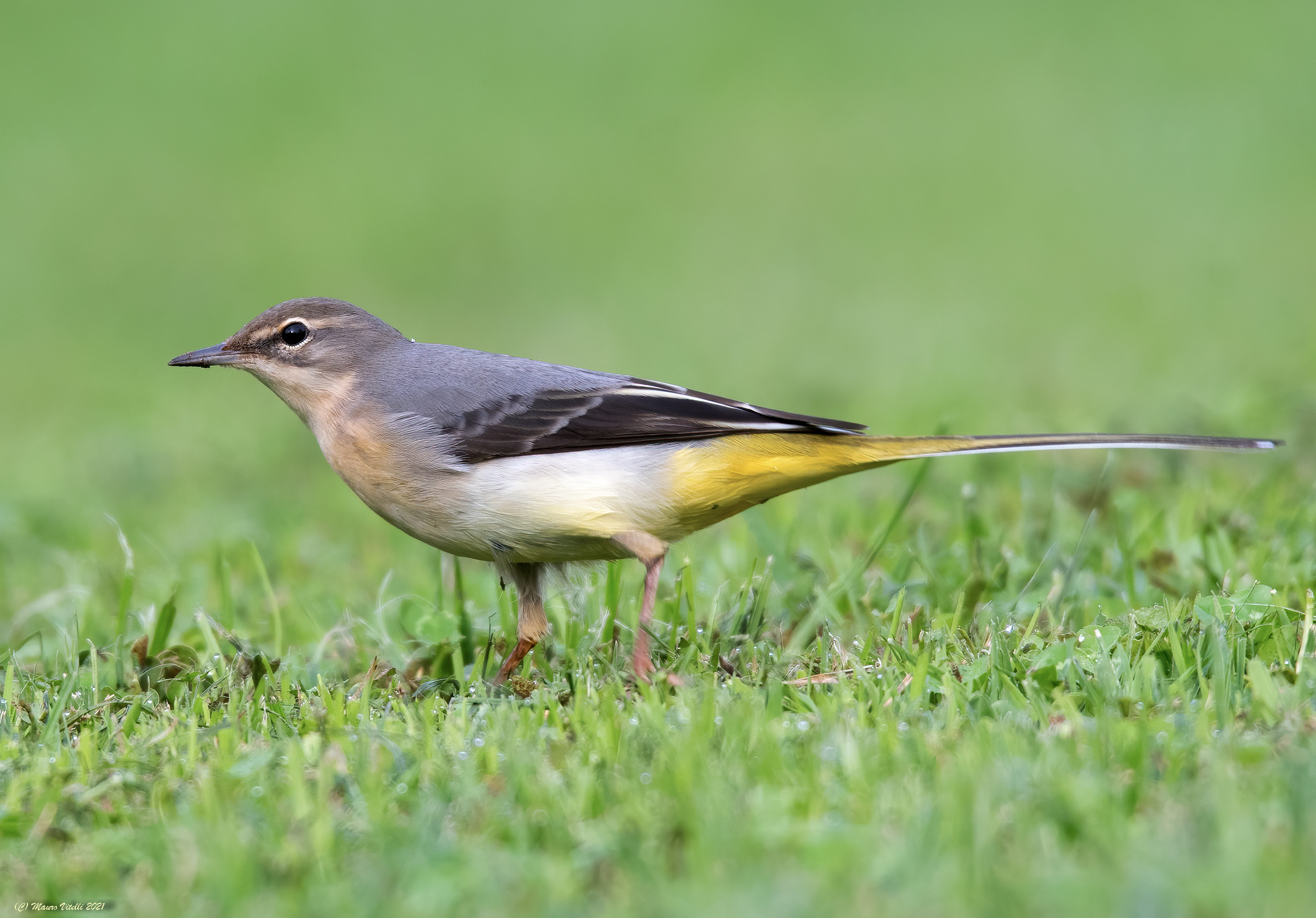 Yellow ballerina (Motacilla cinerea)