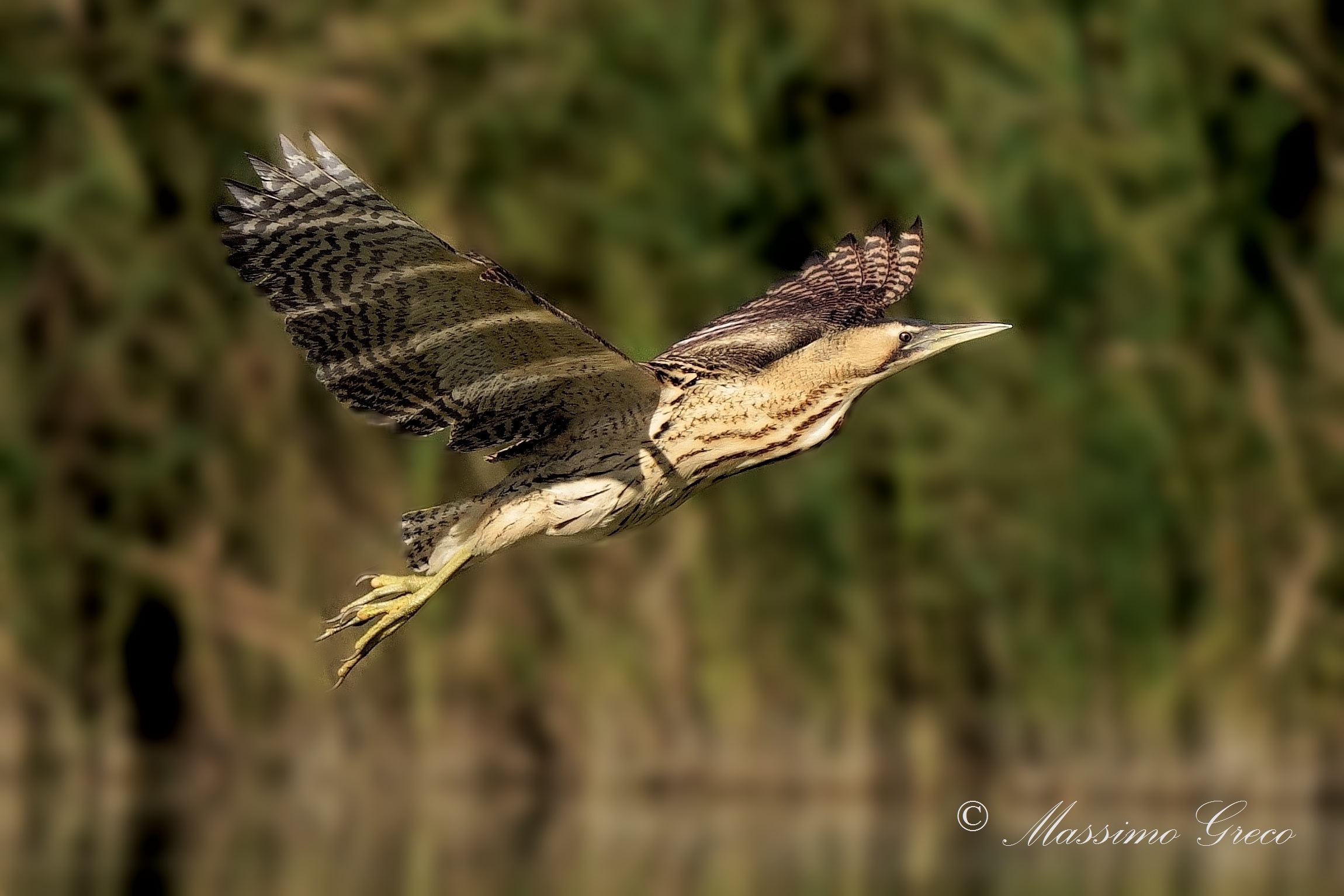 Bittern (Botaurus stellaris)