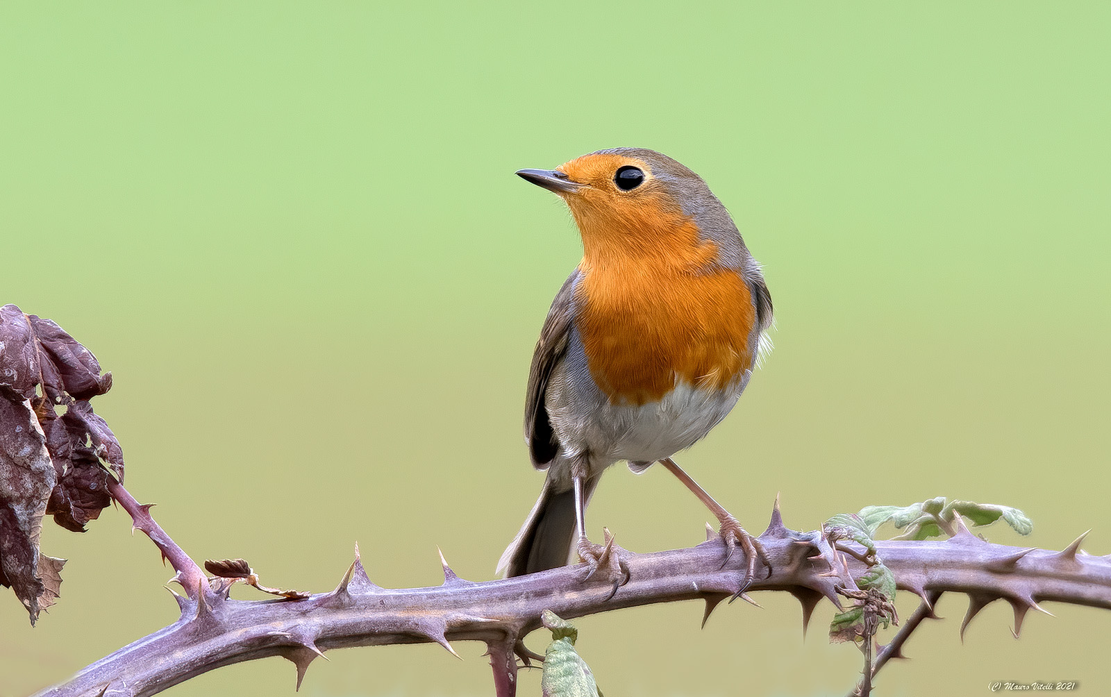 Robin (Erithacus rubecula)