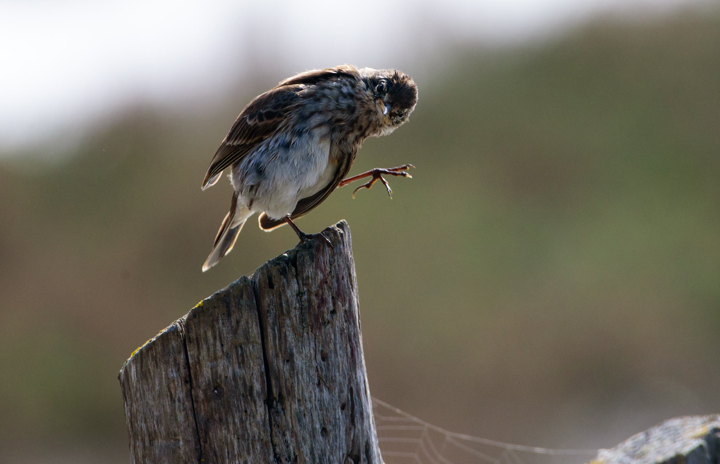 did you call me ?  (Spioncello, Maremma 2021)