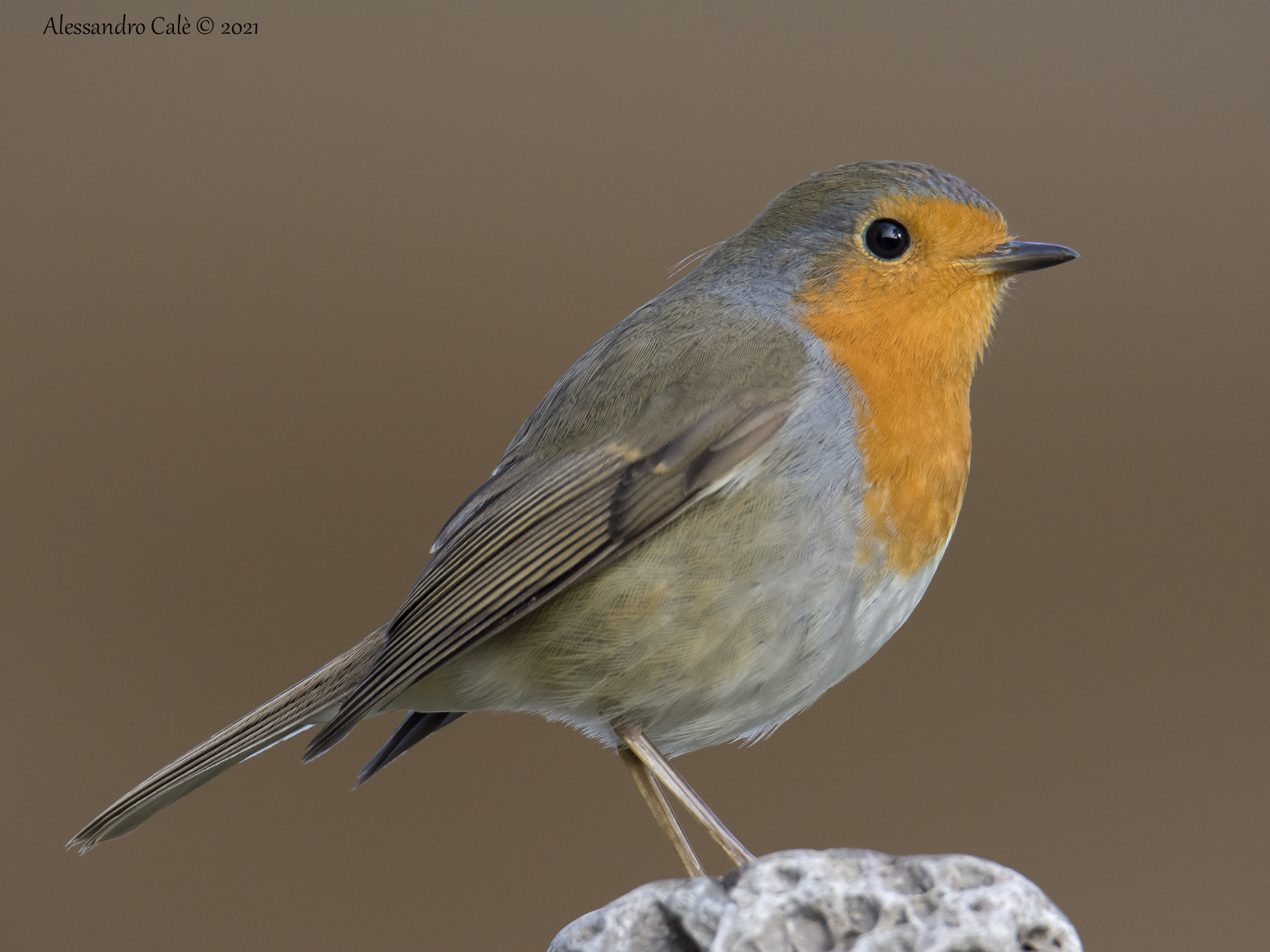 Erithacus nubecola (Petirosso) 9020