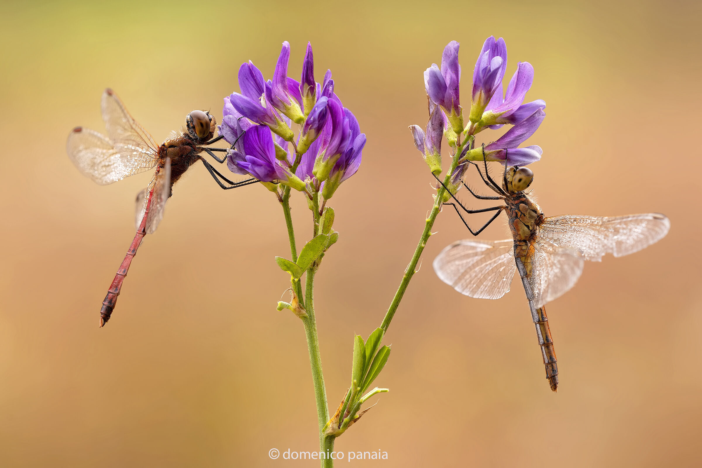 sympetrum depressiusculum in coppia