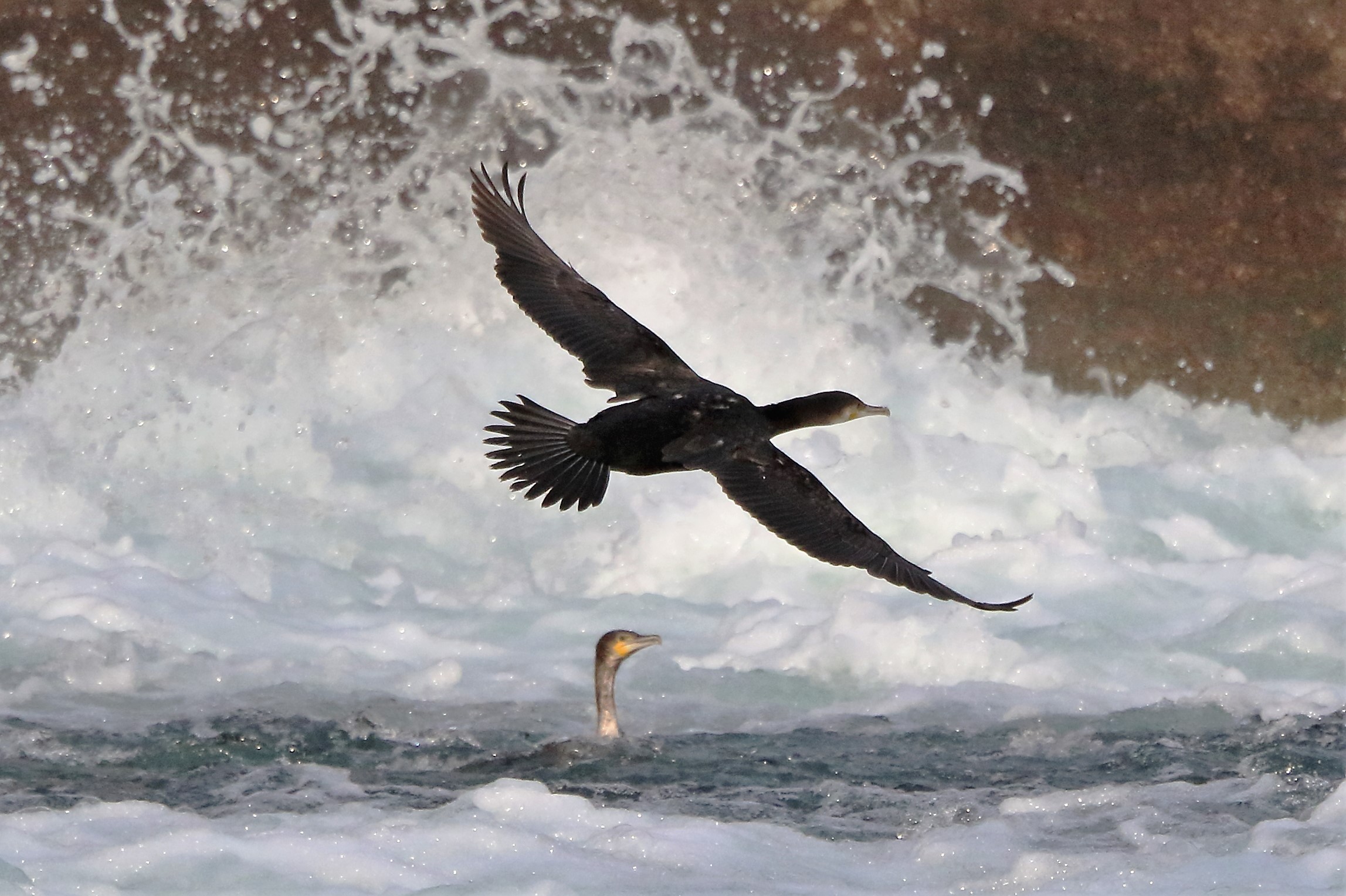 cormorant