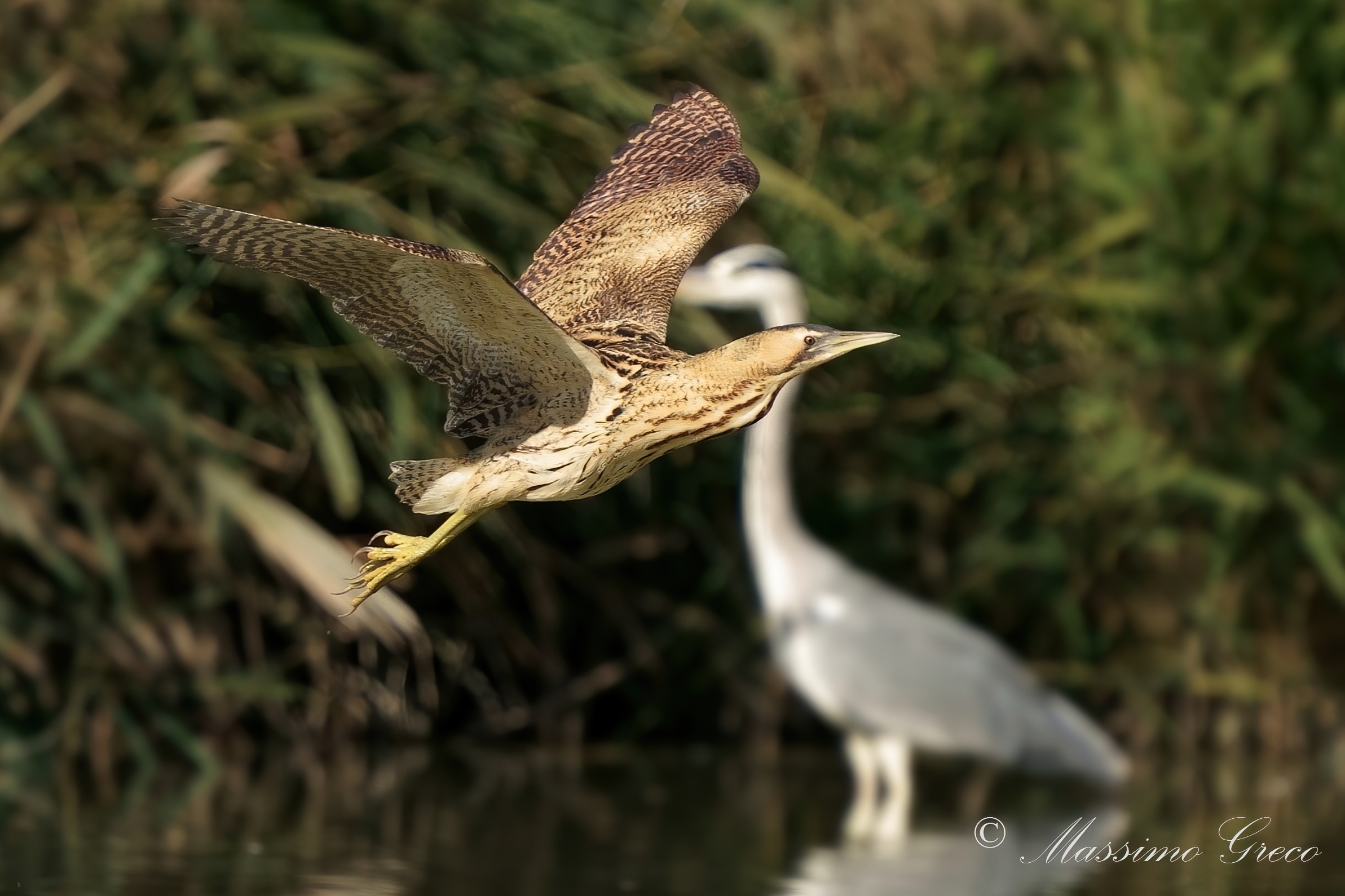 Bittern (Botaurus stellaris)